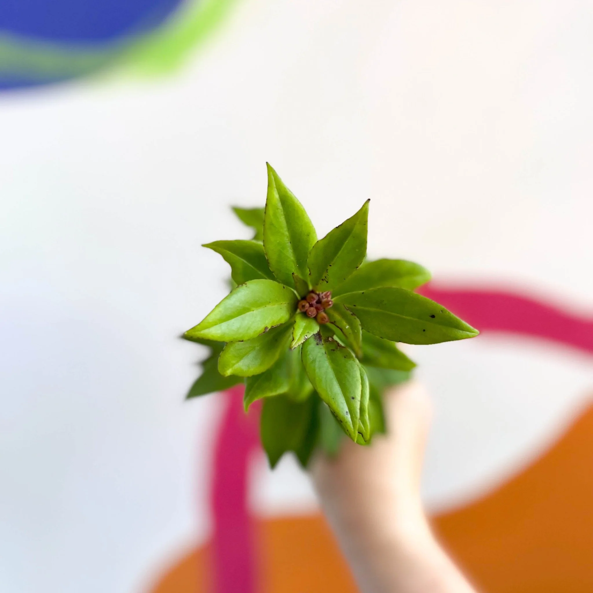 Aeschynanthus 'Hot Flash' - Lipstick Plant - Welsh Grown - Image 2