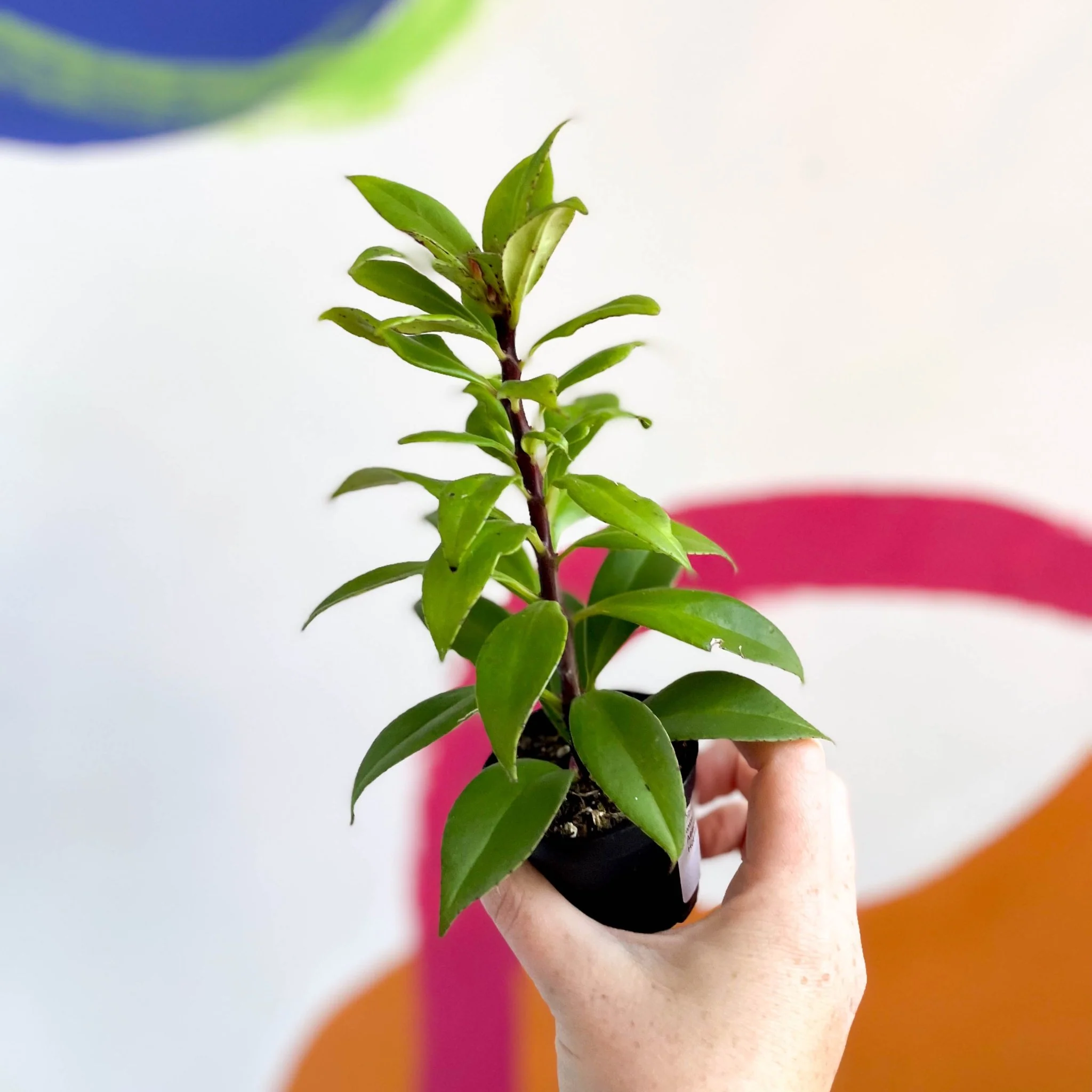 Aeschynanthus 'Hot Flash' - Lipstick Plant - Welsh Grown - Image 3