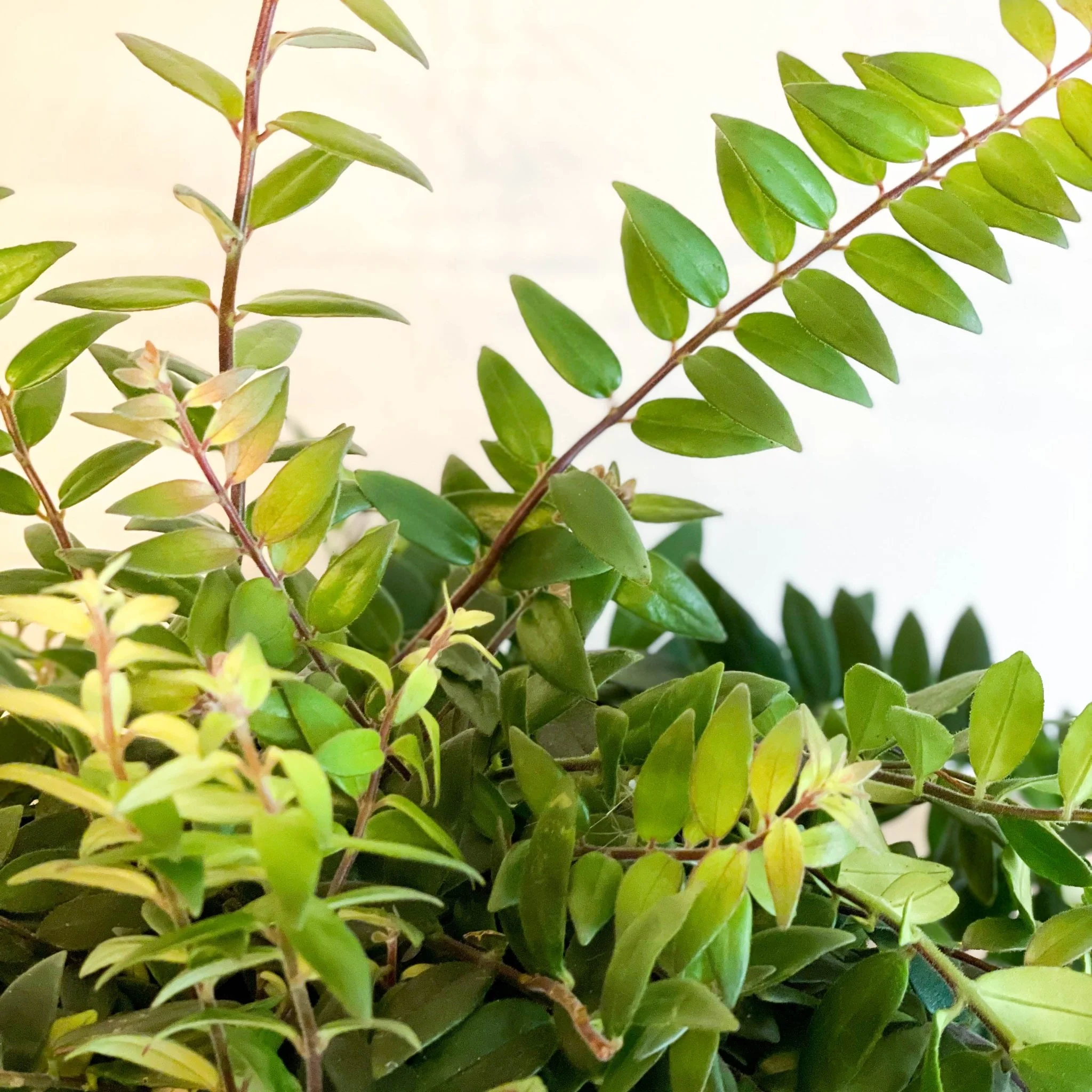 Aeschynanthus japhrolepis - Lipstick Plant - Image 6
