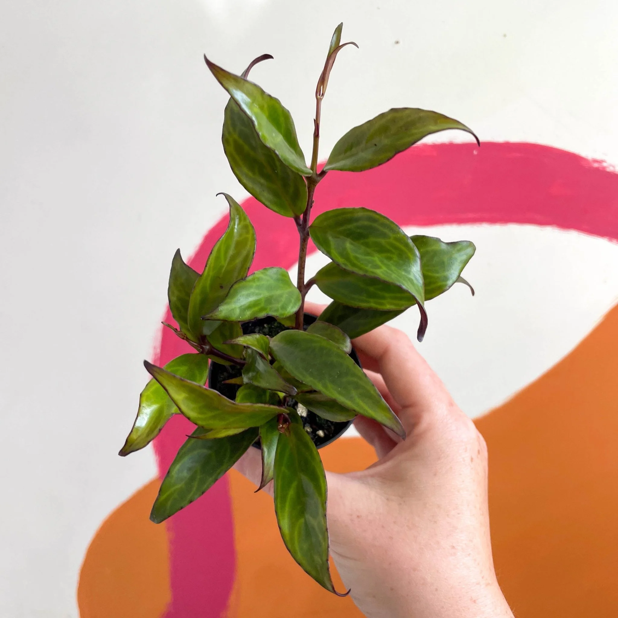 Aeschynanthus longicaulis 'Black Pagoda' - Lipstick Plant - Welsh Grown - Image 4
