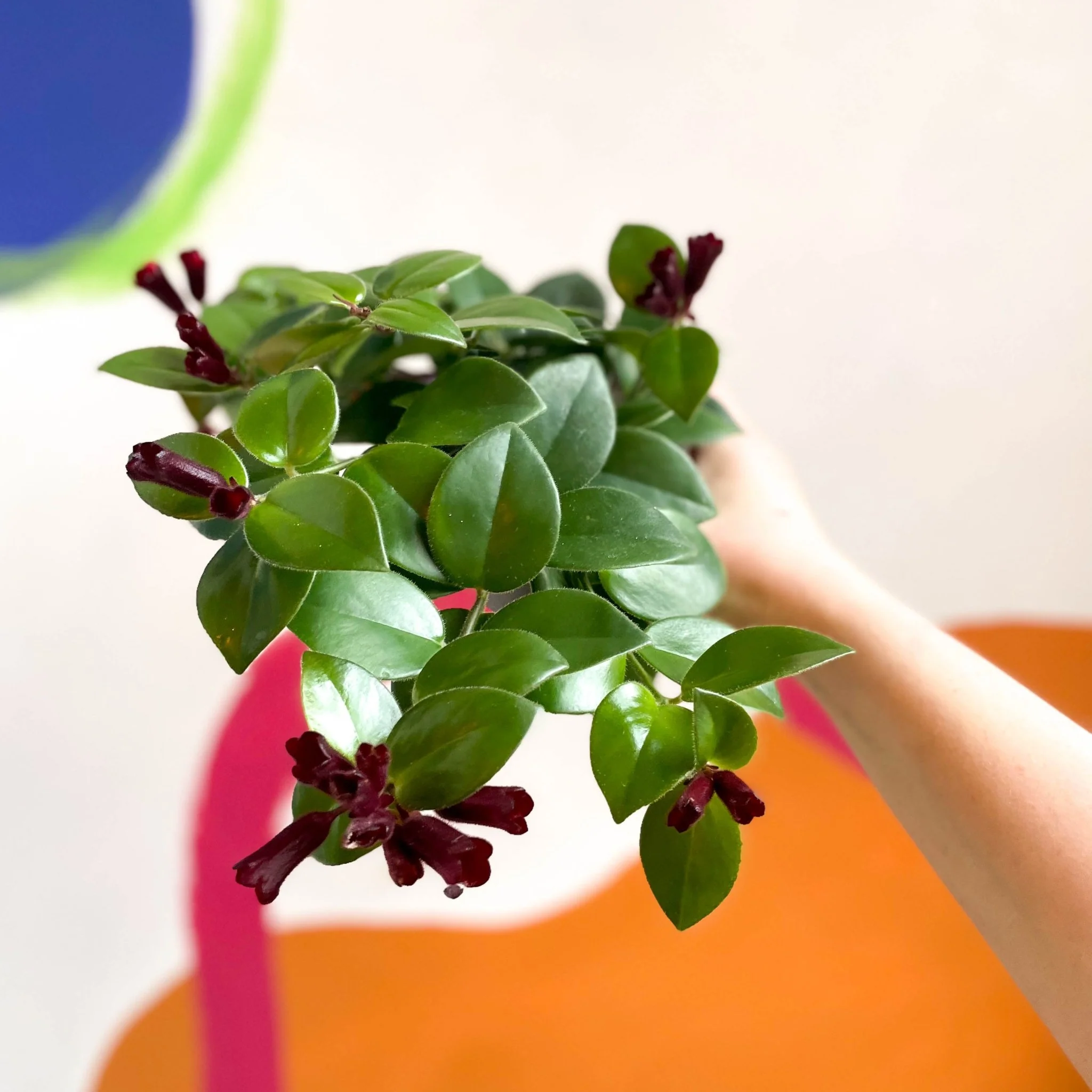 Aeschynanthus 'Mona Lisa' - Lipstick Plant - Image 5