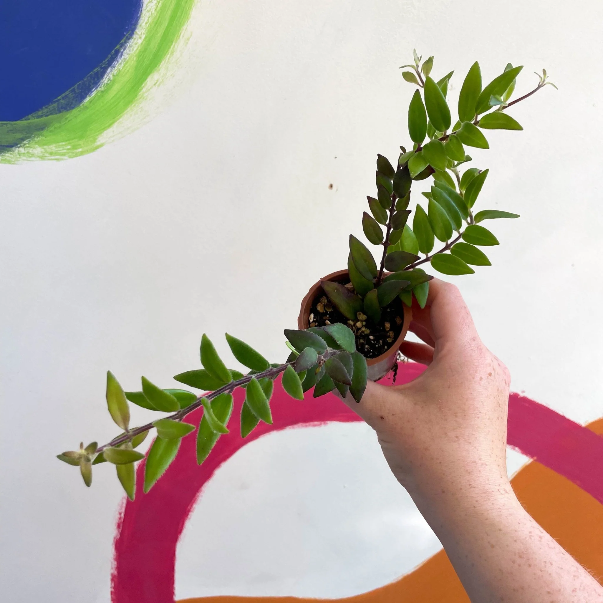 Aeschynanthus parvifolius - Lipstick Plant - Welsh Grown