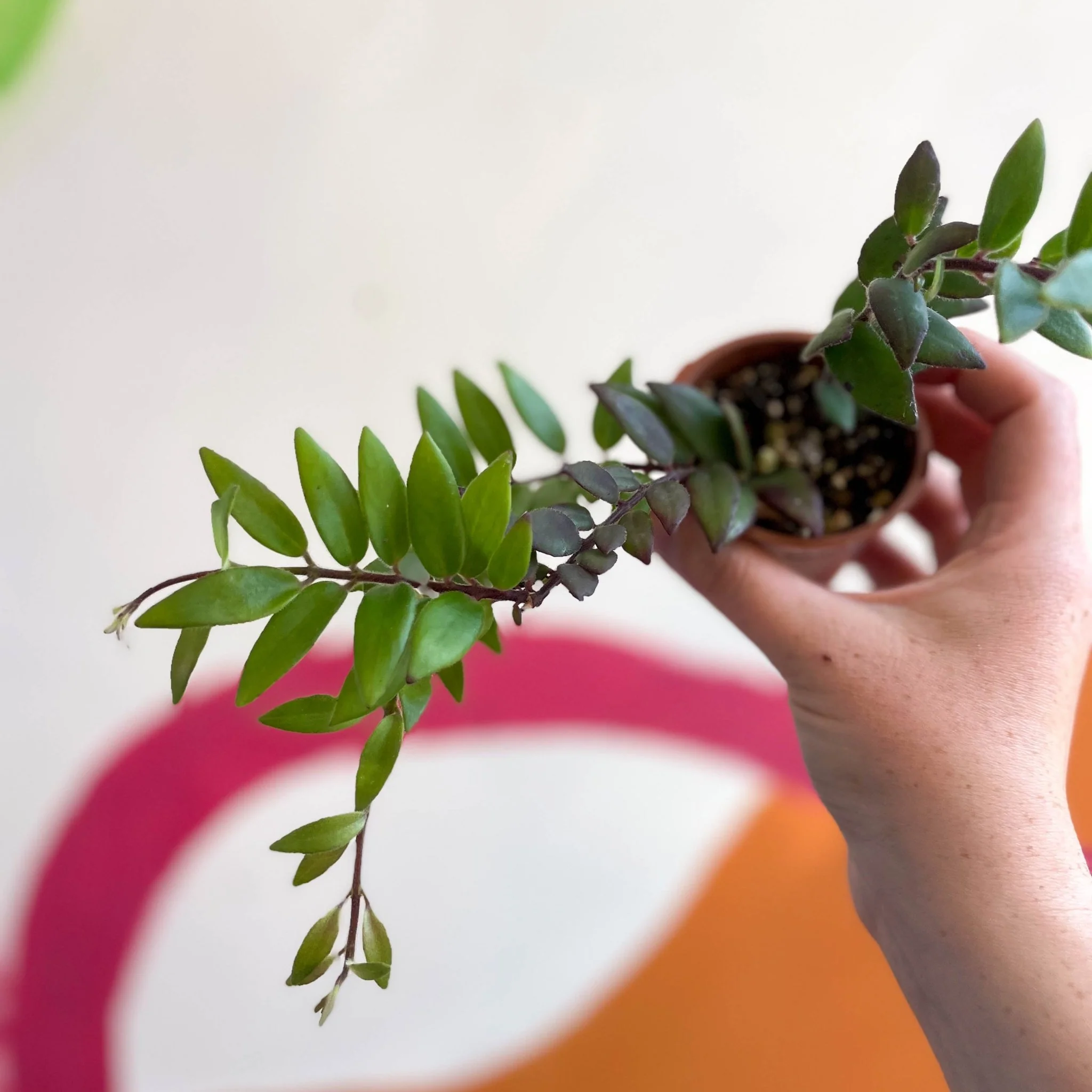 Aeschynanthus parvifolius - Lipstick Plant - Welsh Grown - Image 10