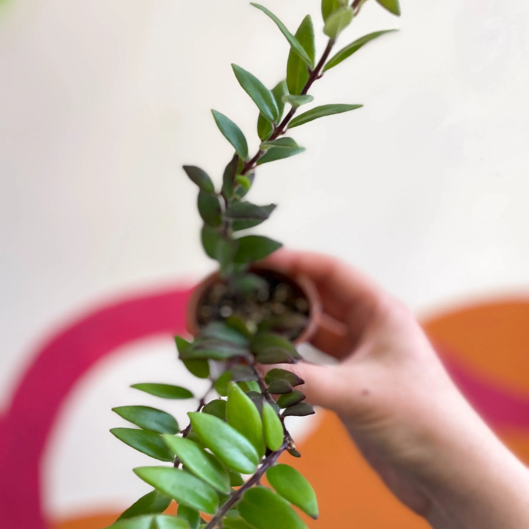 Aeschynanthus parvifolius - Lipstick Plant - Welsh Grown - Image 12