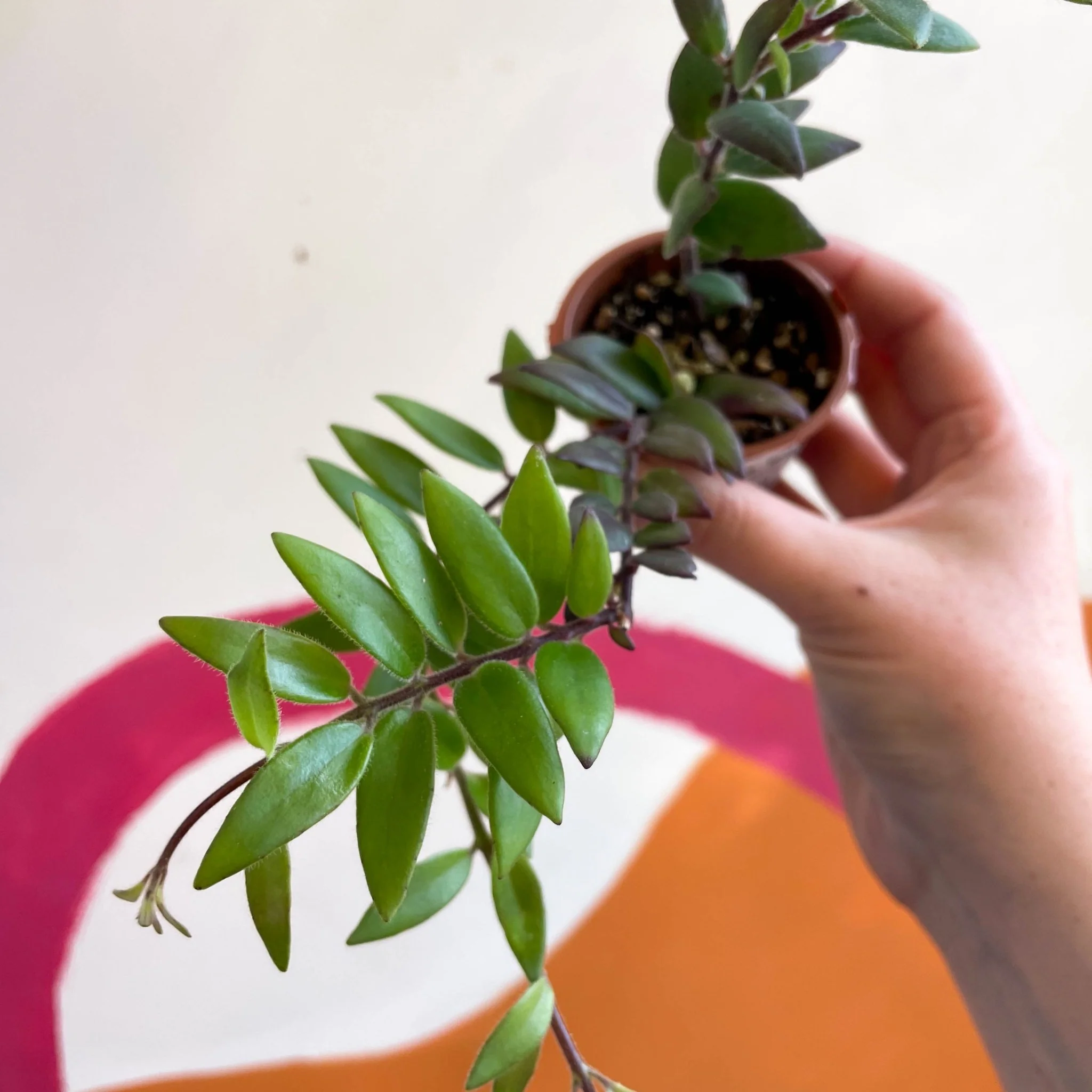 Aeschynanthus parvifolius - Lipstick Plant - Welsh Grown - Image 2