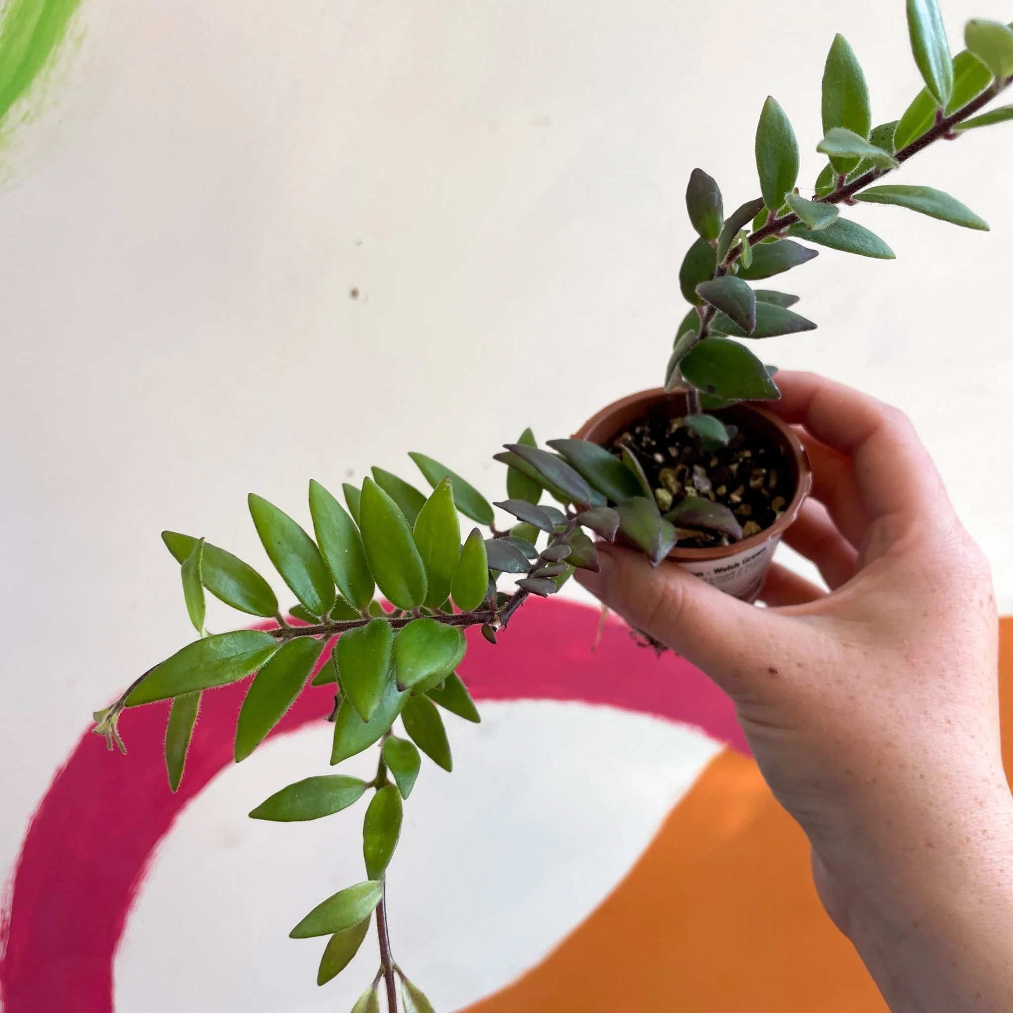 Aeschynanthus parvifolius - Lipstick Plant - Welsh Grown - Image 8