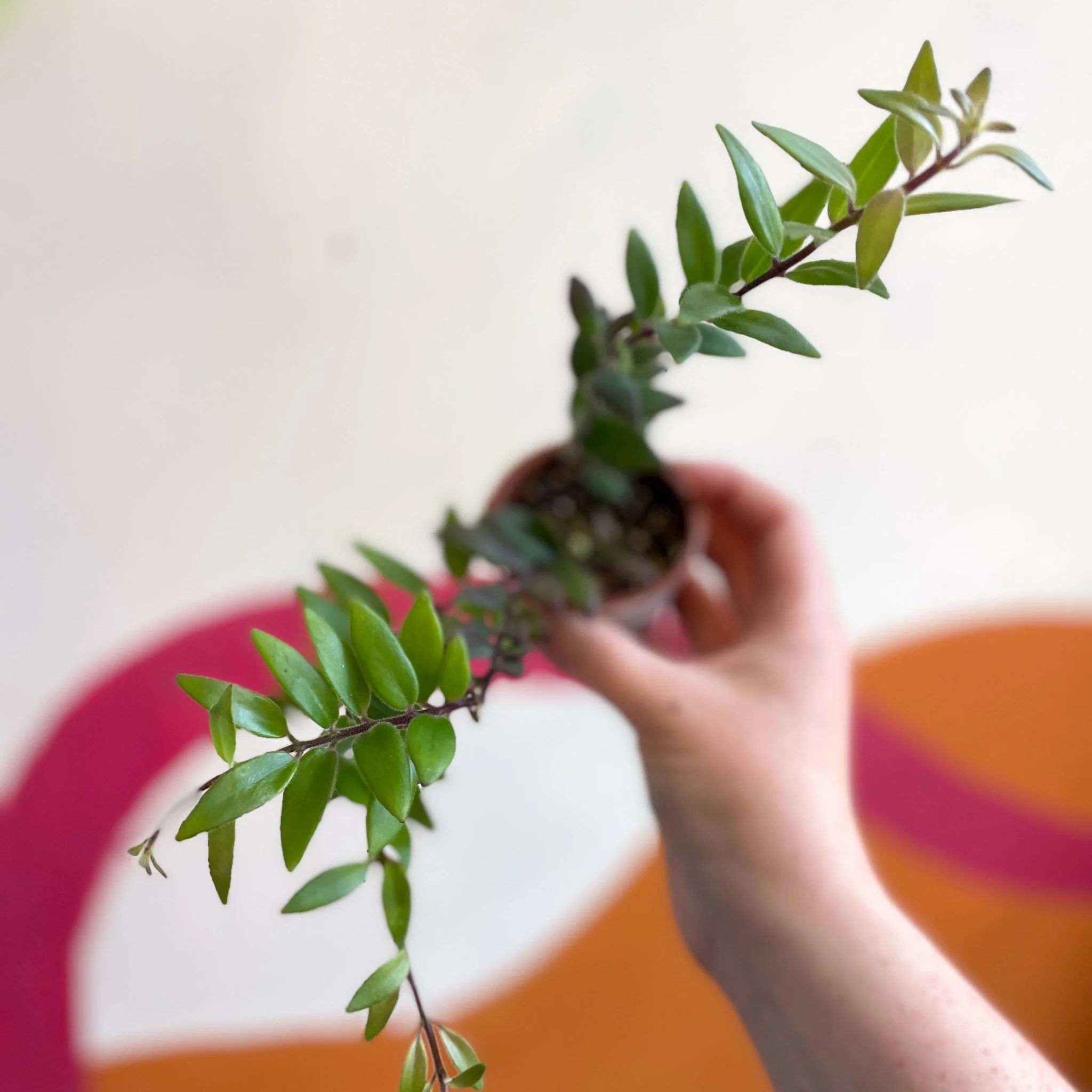 Aeschynanthus parvifolius - Lipstick Plant - Welsh Grown - Image 9