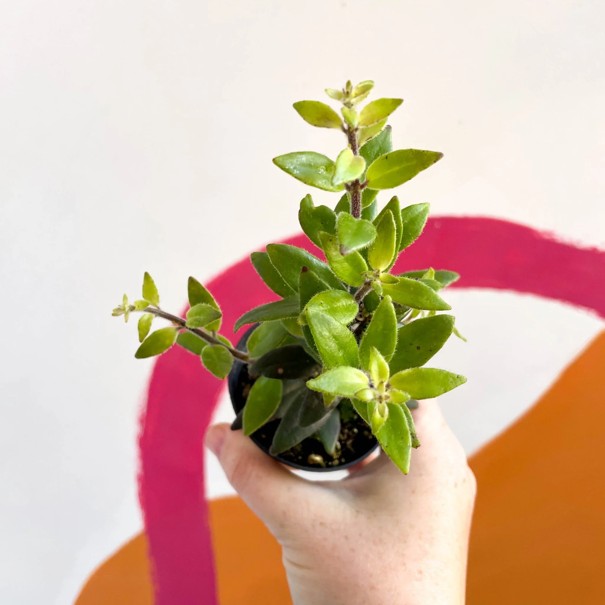 Lipstick Plant - Aeschynanthus pavifolius - Welsh Grown