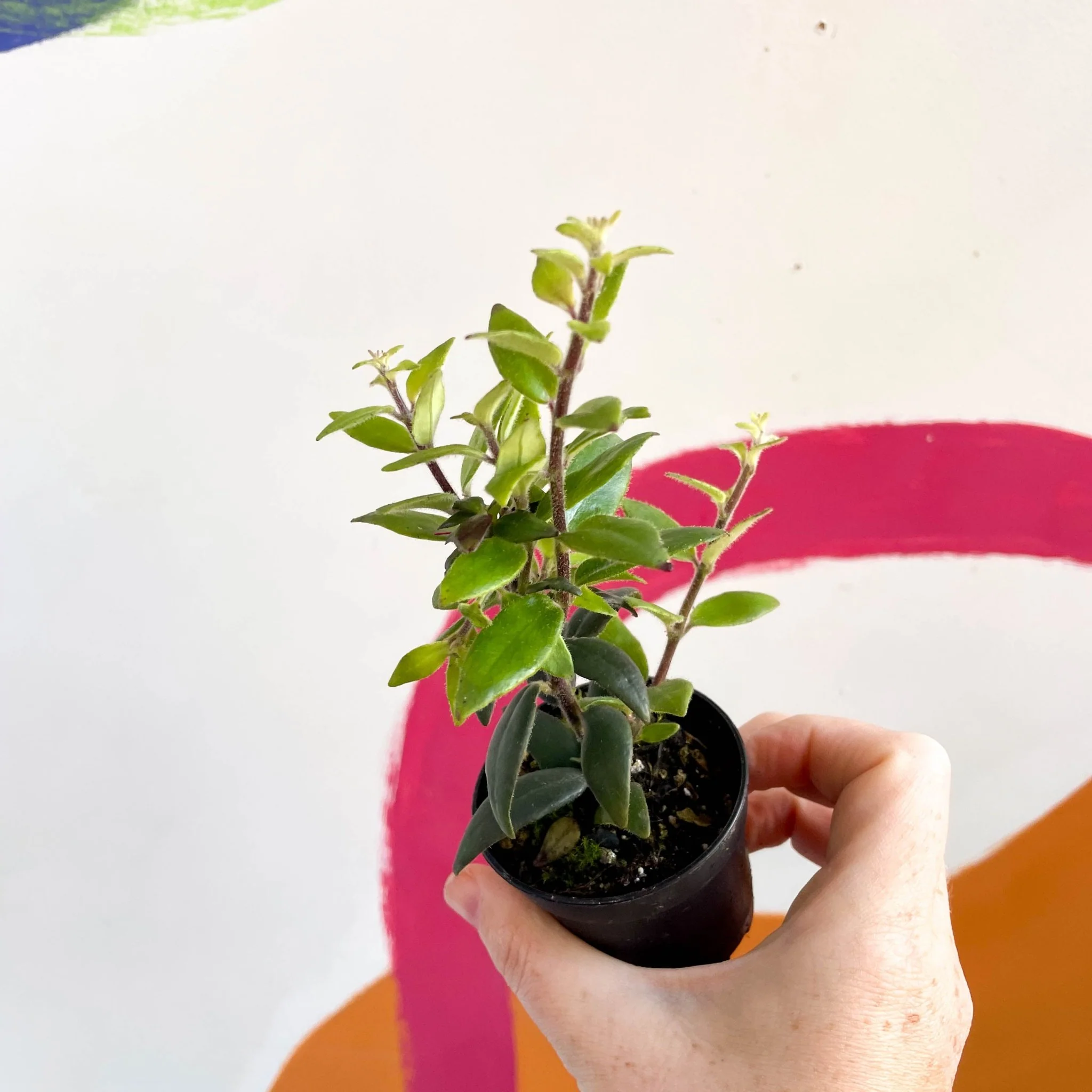 Lipstick Plant - Aeschynanthus pavifolius - Welsh Grown - Image 2