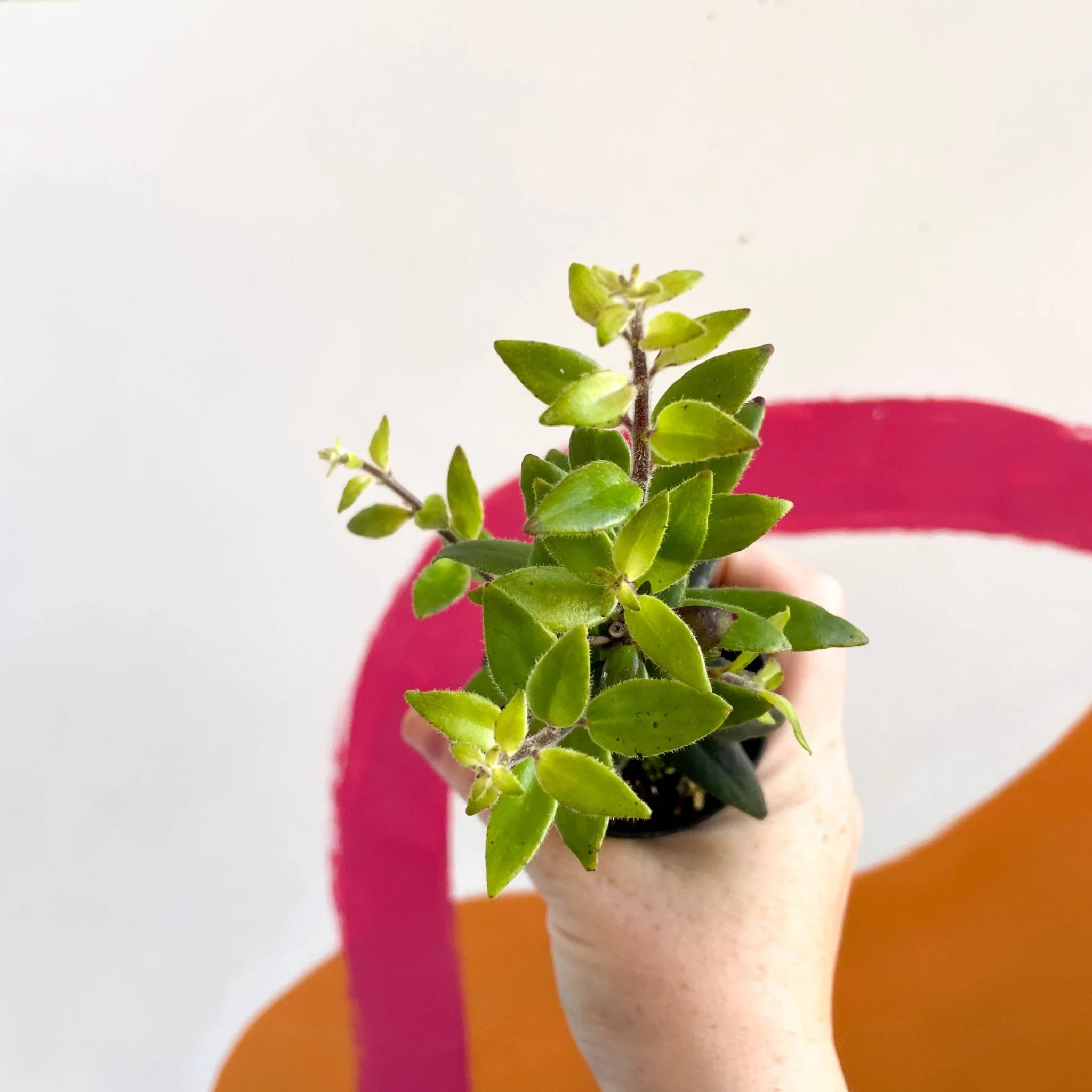 Lipstick Plant - Aeschynanthus pavifolius - Welsh Grown - Image 3