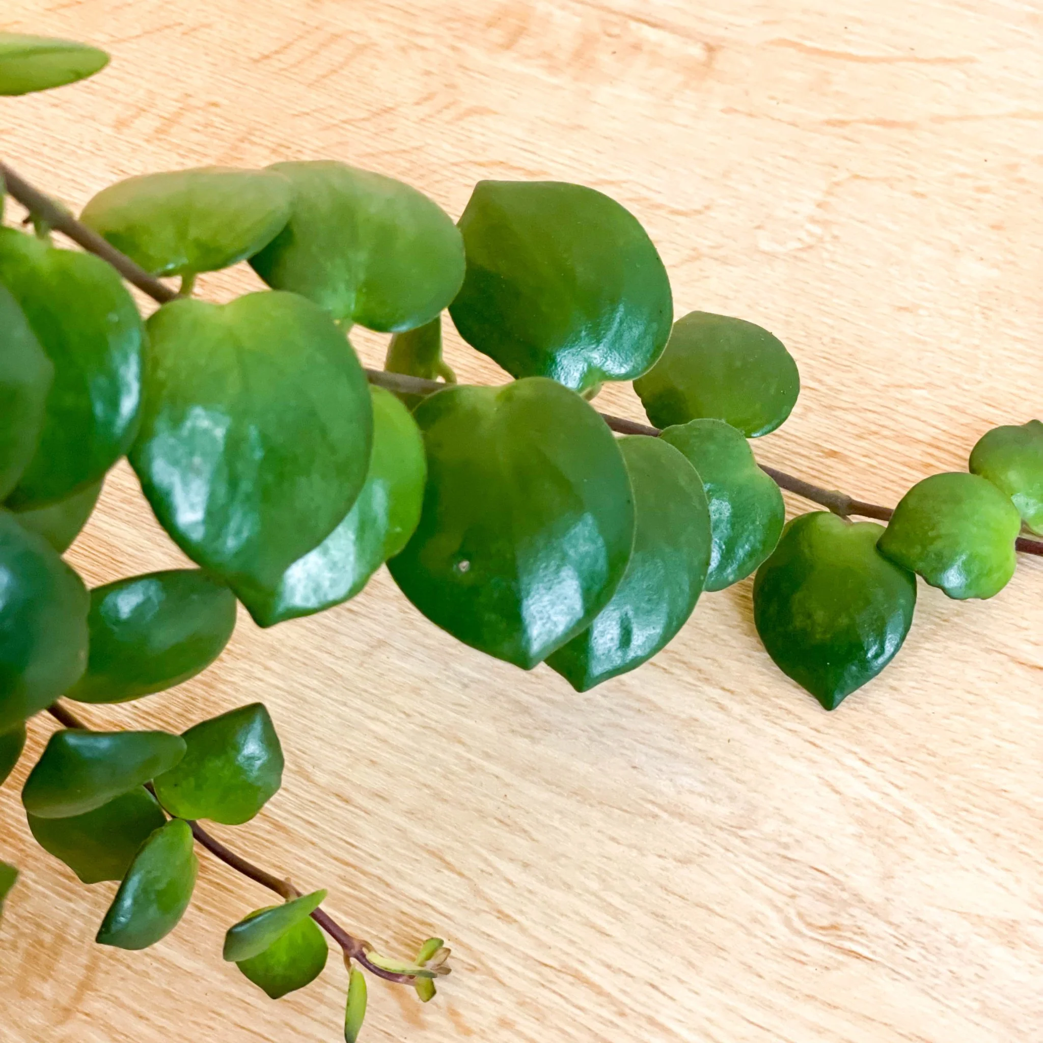 Aeschynanthus 'Pink Polka' - Lipstick Plant - Image 7