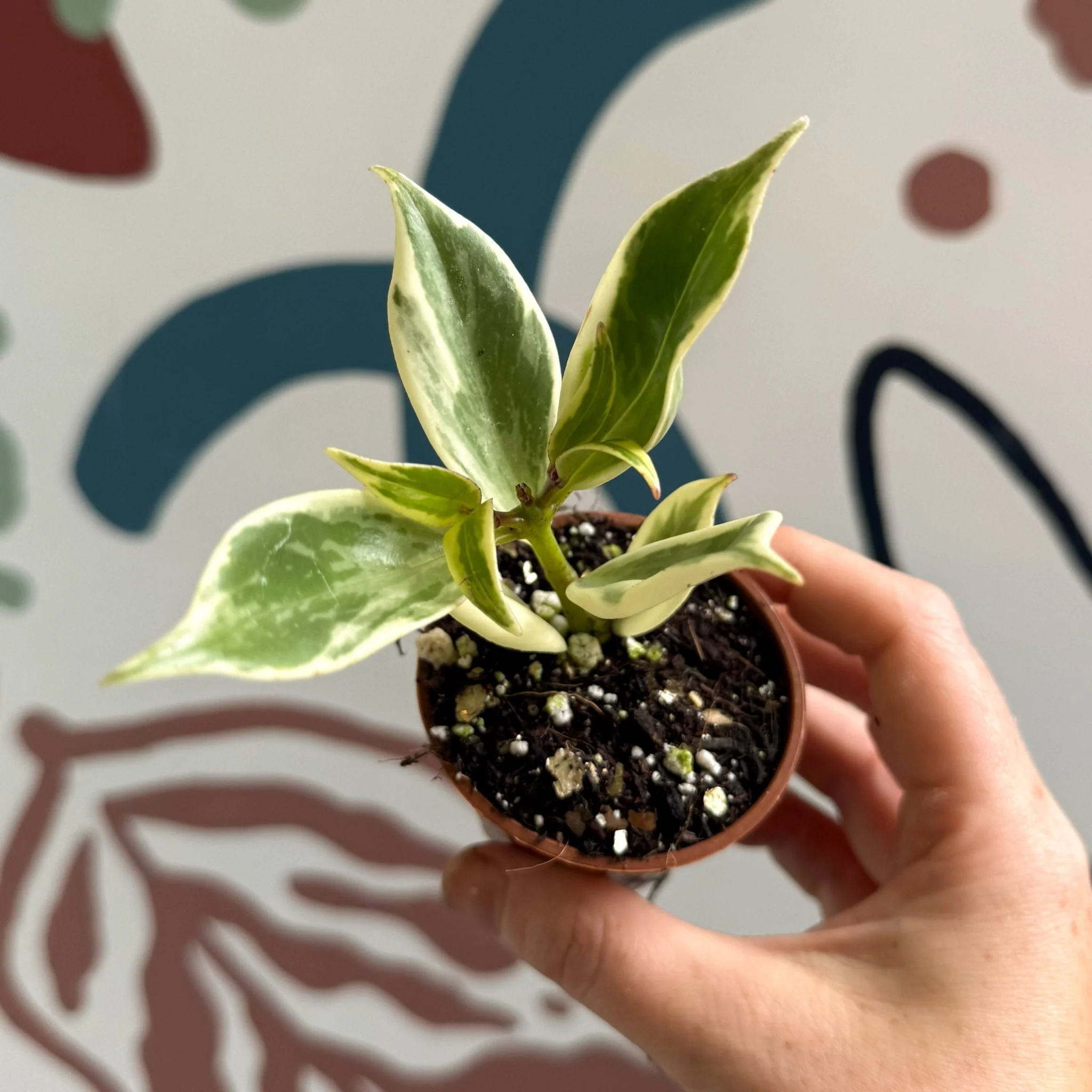 Aeschynanthus sp. ‘Thailand Variegated’ - Lipstick Plant - Welsh Grown