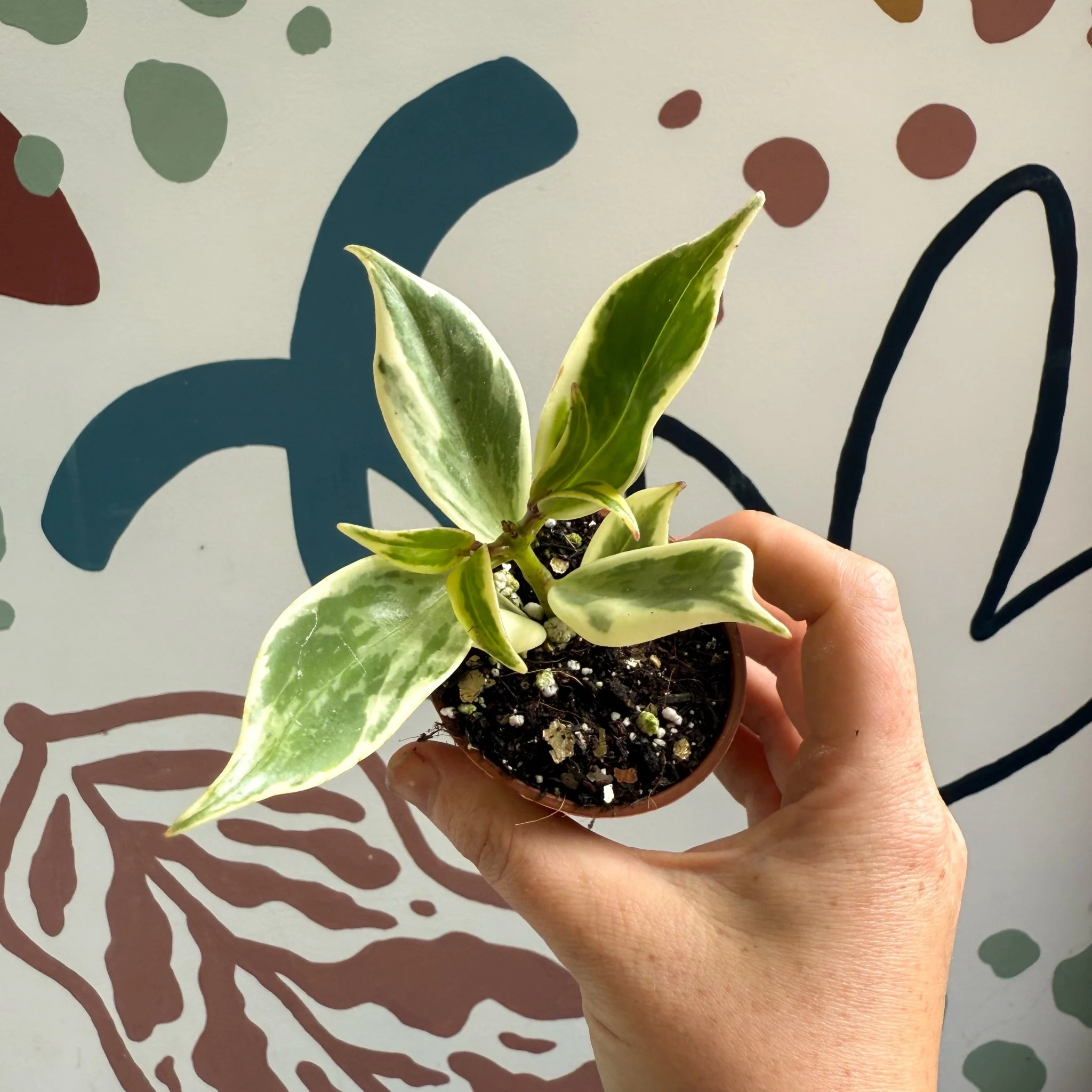 Aeschynanthus sp. ‘Thailand Variegated’ - Lipstick Plant - Welsh Grown - Image 10