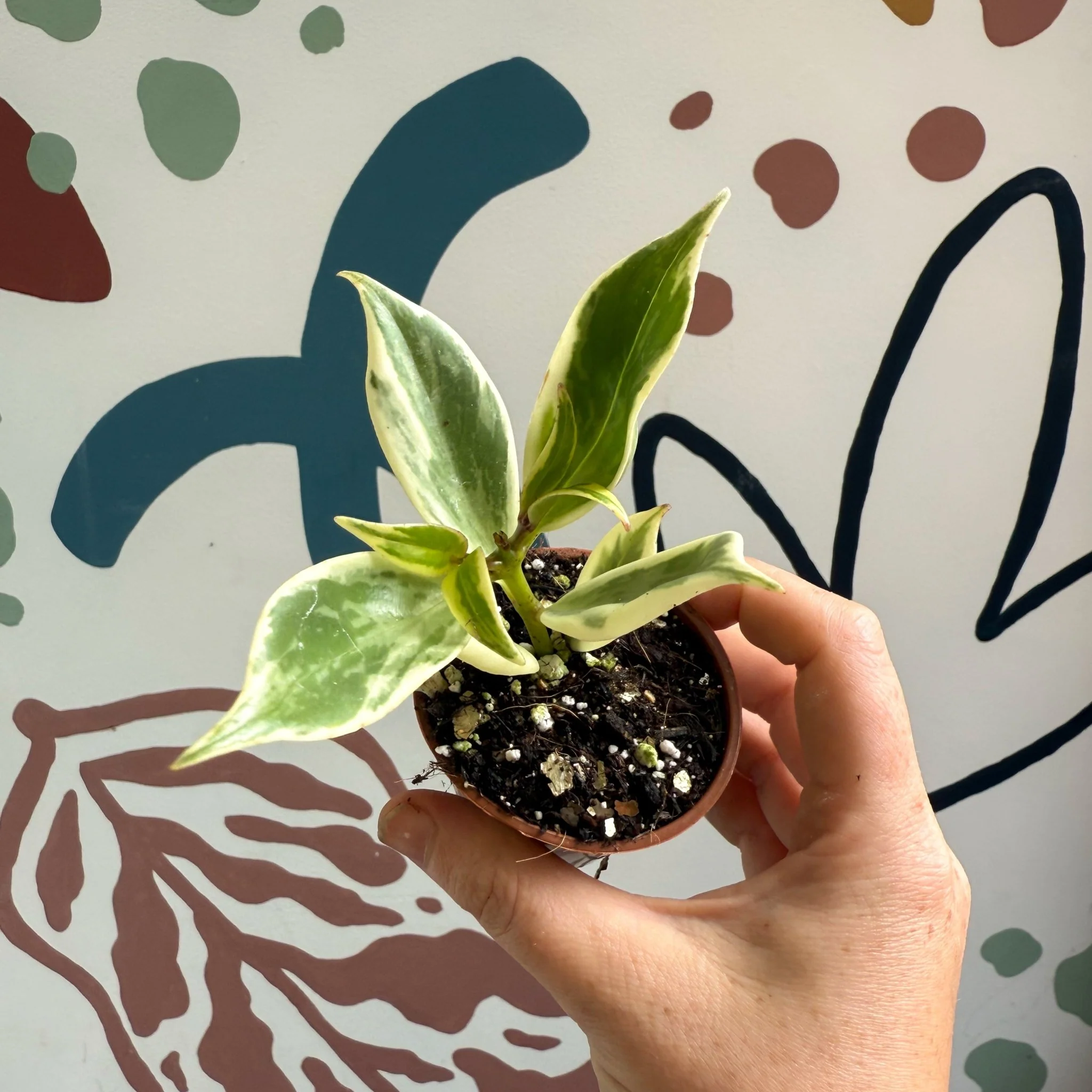 Aeschynanthus sp. ‘Thailand Variegated’ - Lipstick Plant - Welsh Grown - Image 11
