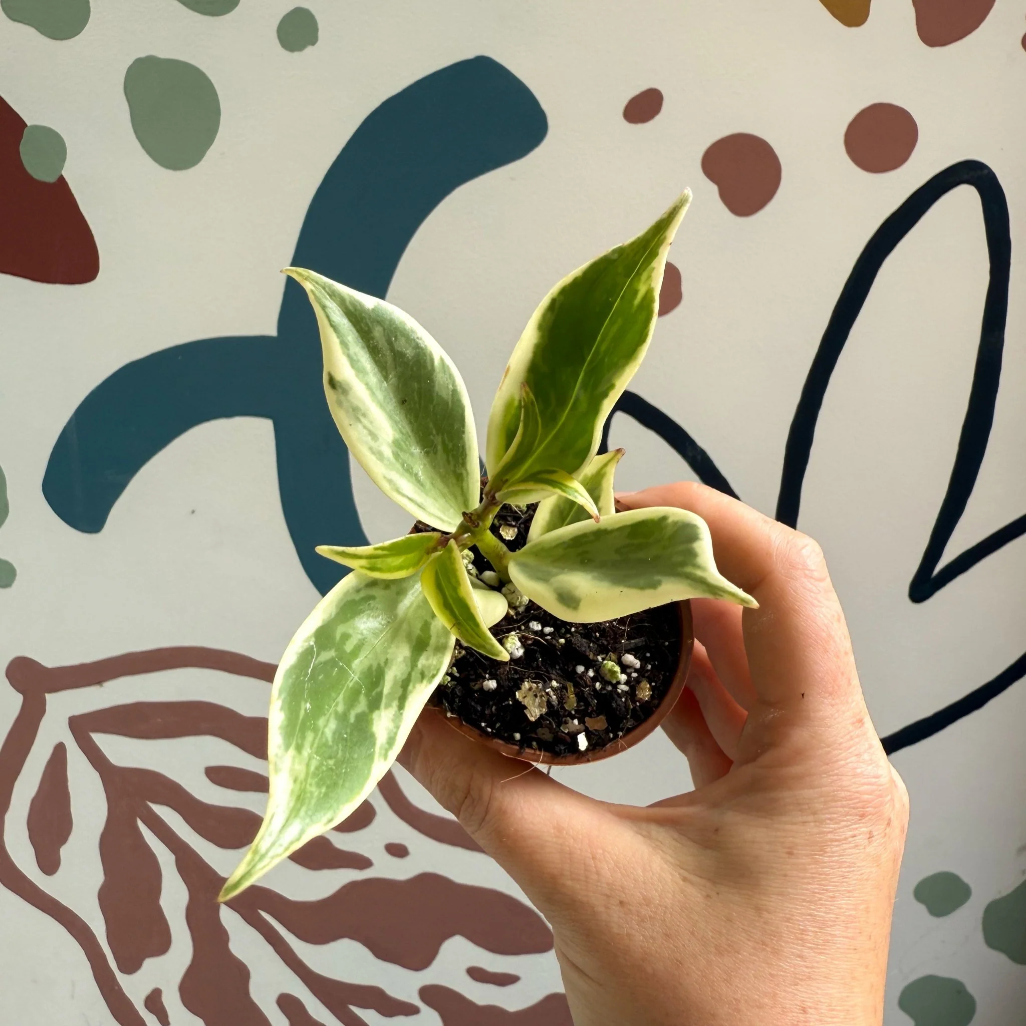 Aeschynanthus sp. ‘Thailand Variegated’ - Lipstick Plant - Welsh Grown - Image 12