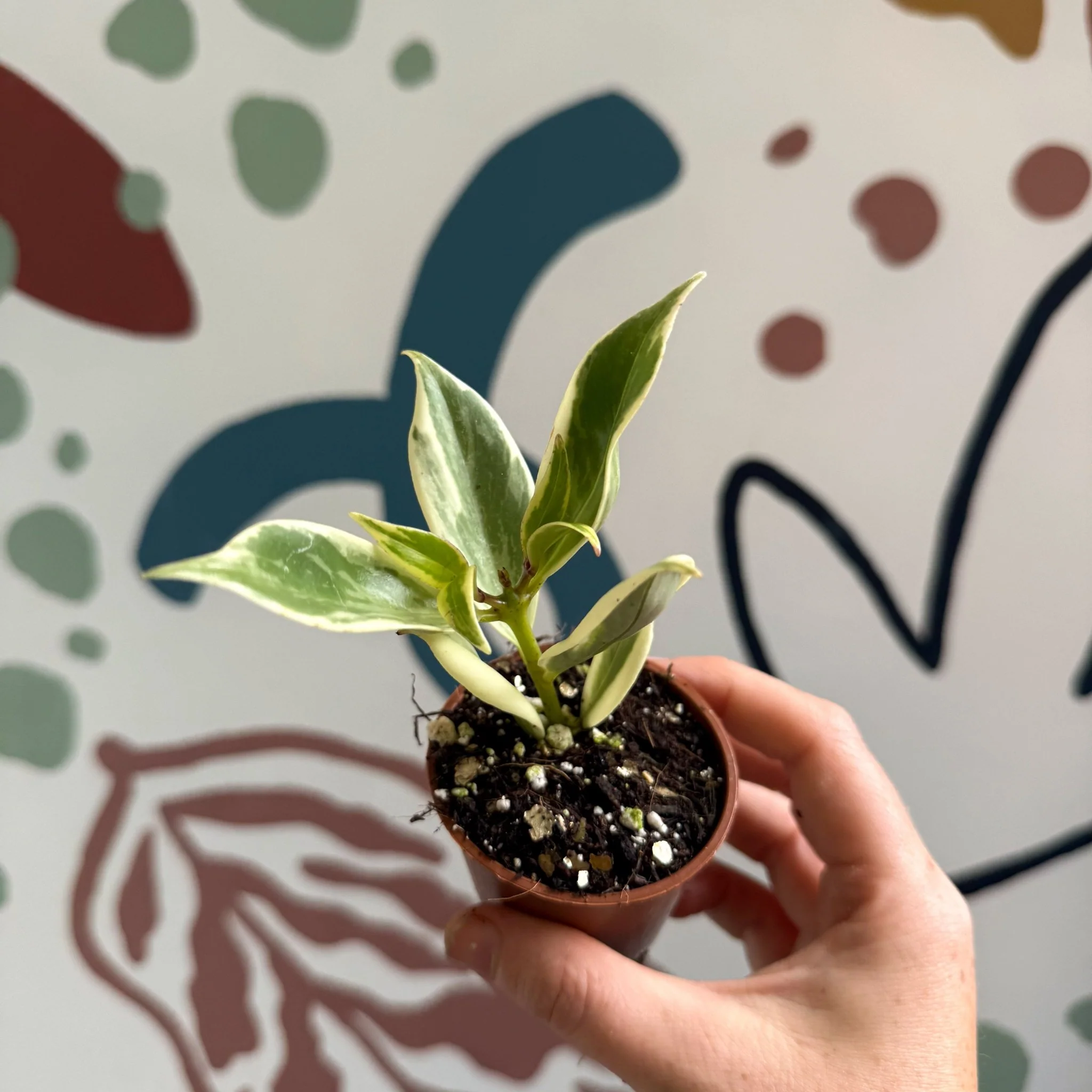 Aeschynanthus sp. ‘Thailand Variegated’ - Lipstick Plant - Welsh Grown - Image 2