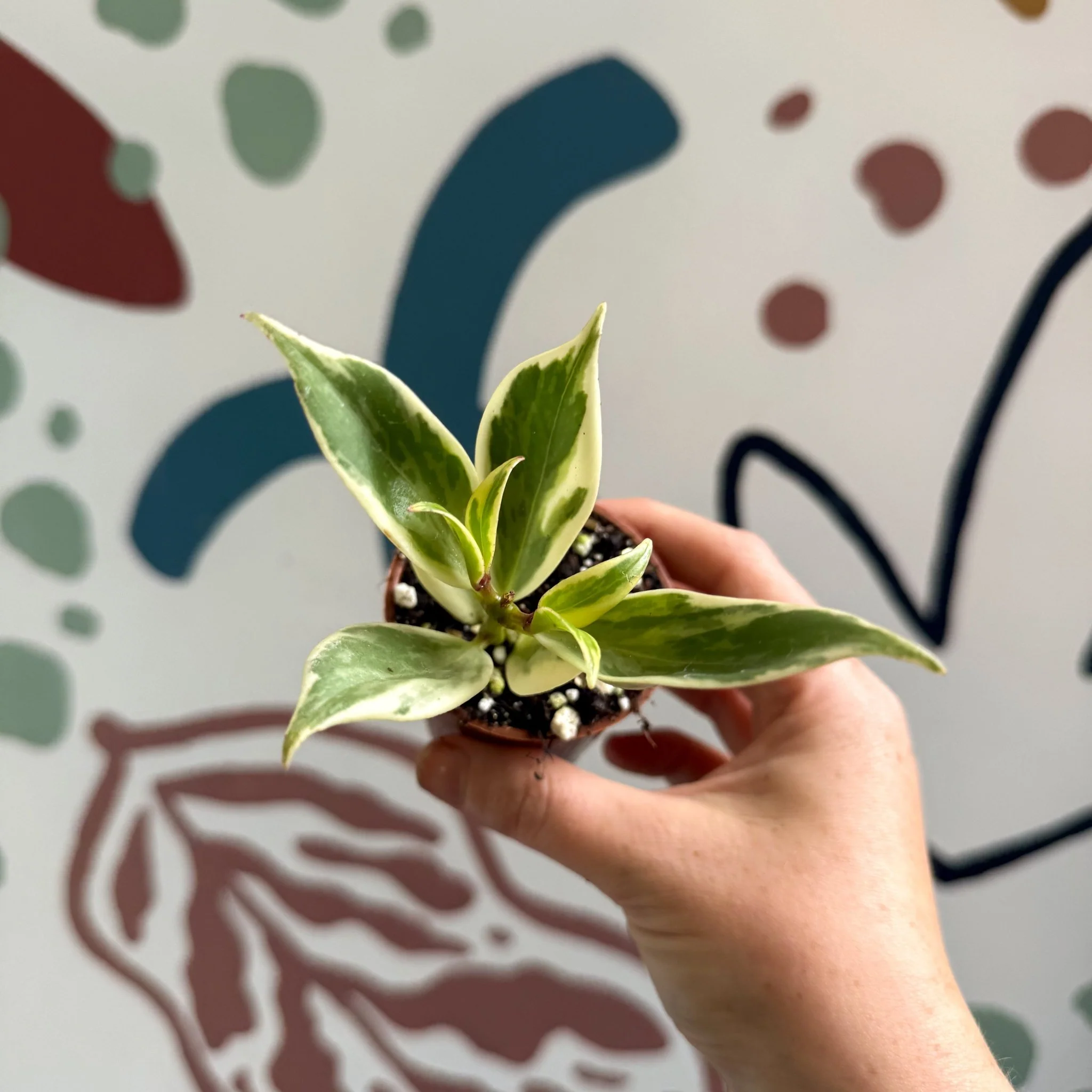 Aeschynanthus sp. ‘Thailand Variegated’ - Lipstick Plant - Welsh Grown - Image 4