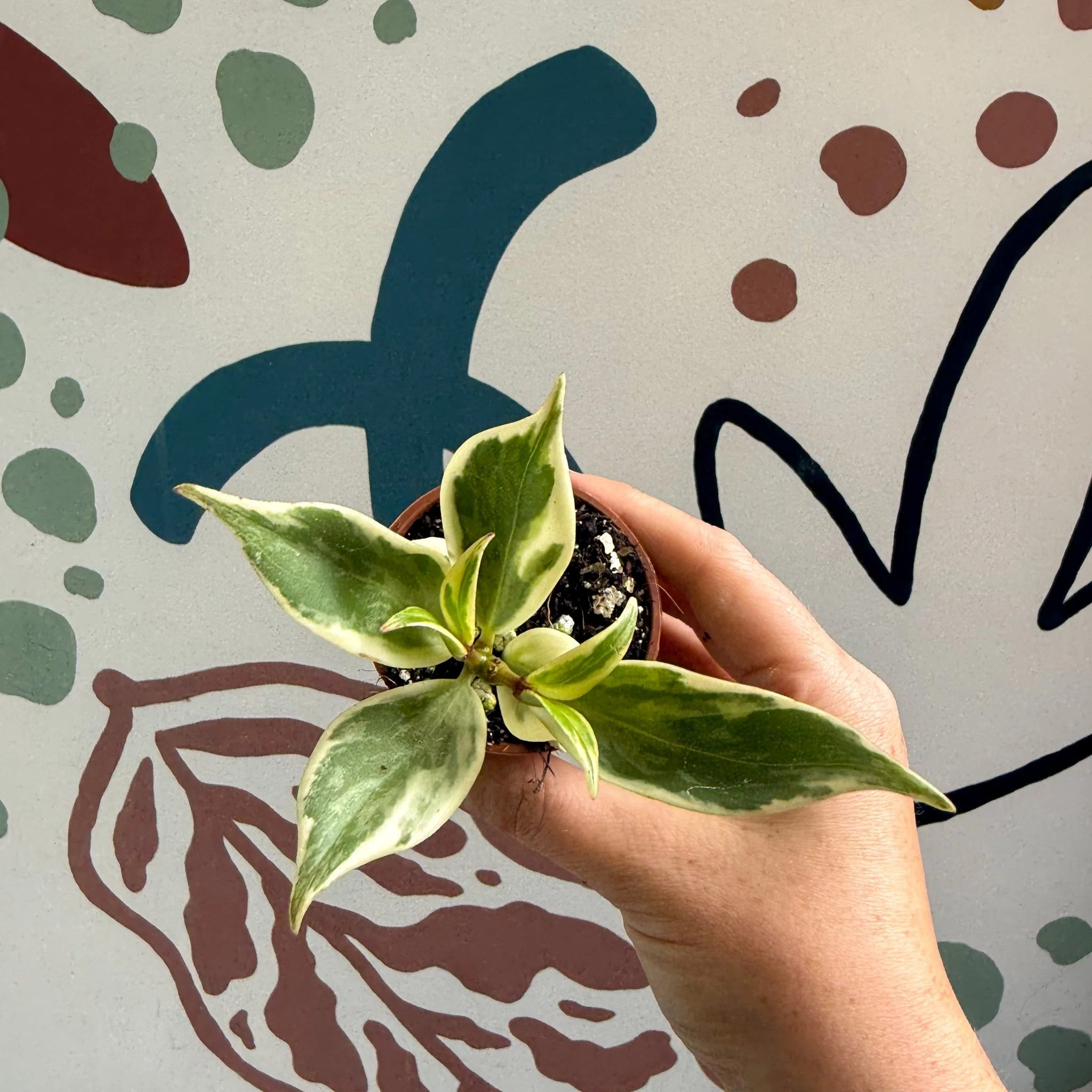 Aeschynanthus sp. ‘Thailand Variegated’ - Lipstick Plant - Welsh Grown - Image 5