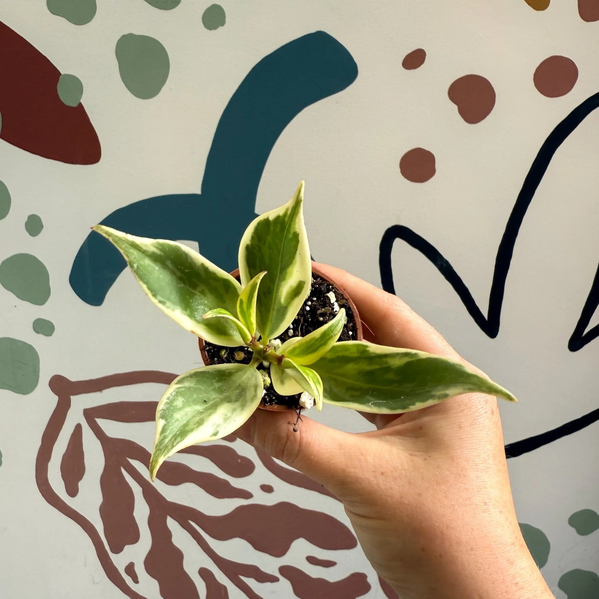 Aeschynanthus sp. ‘Thailand Variegated’ - Lipstick Plant - Welsh Grown - Image 6