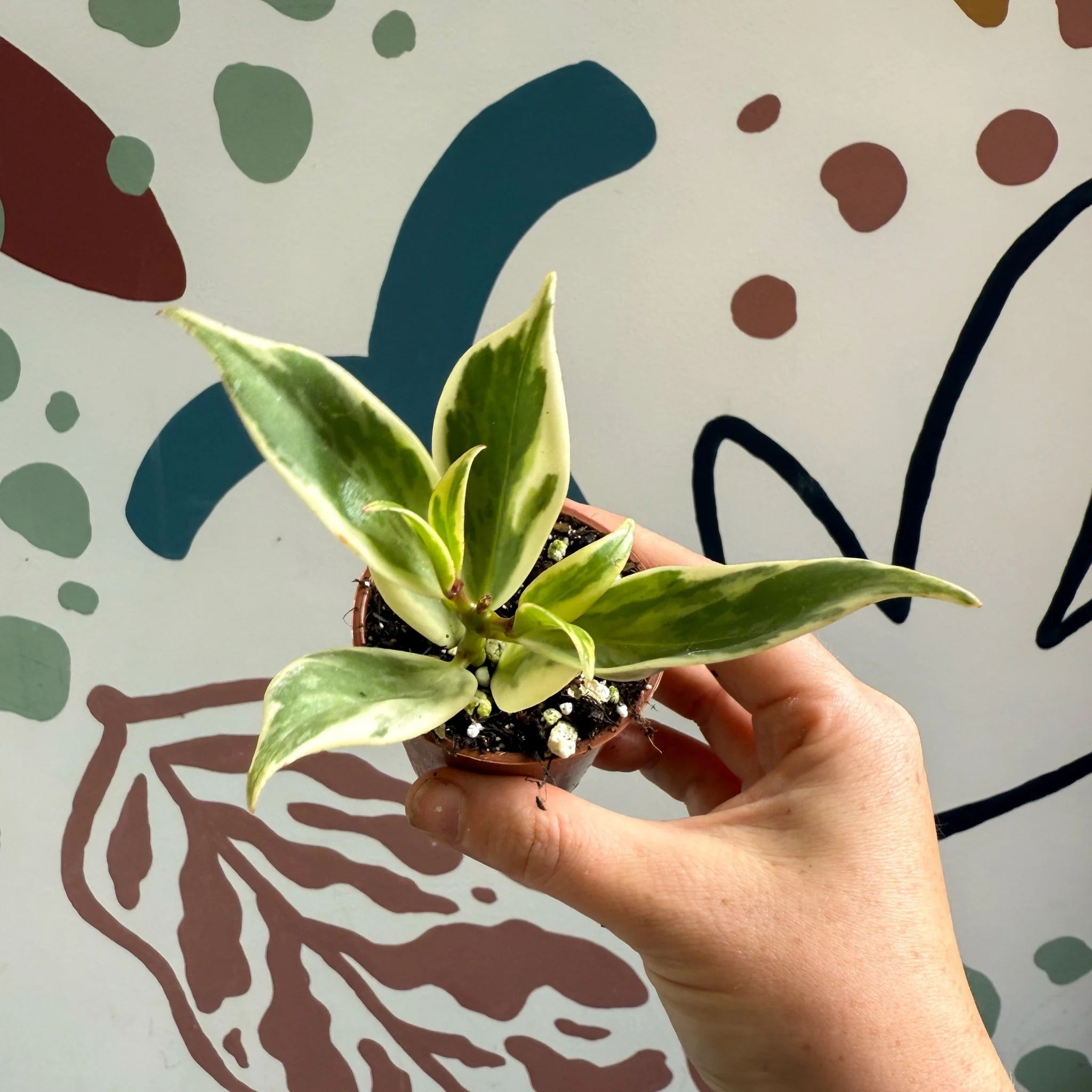 Aeschynanthus sp. ‘Thailand Variegated’ - Lipstick Plant - Welsh Grown - Image 7
