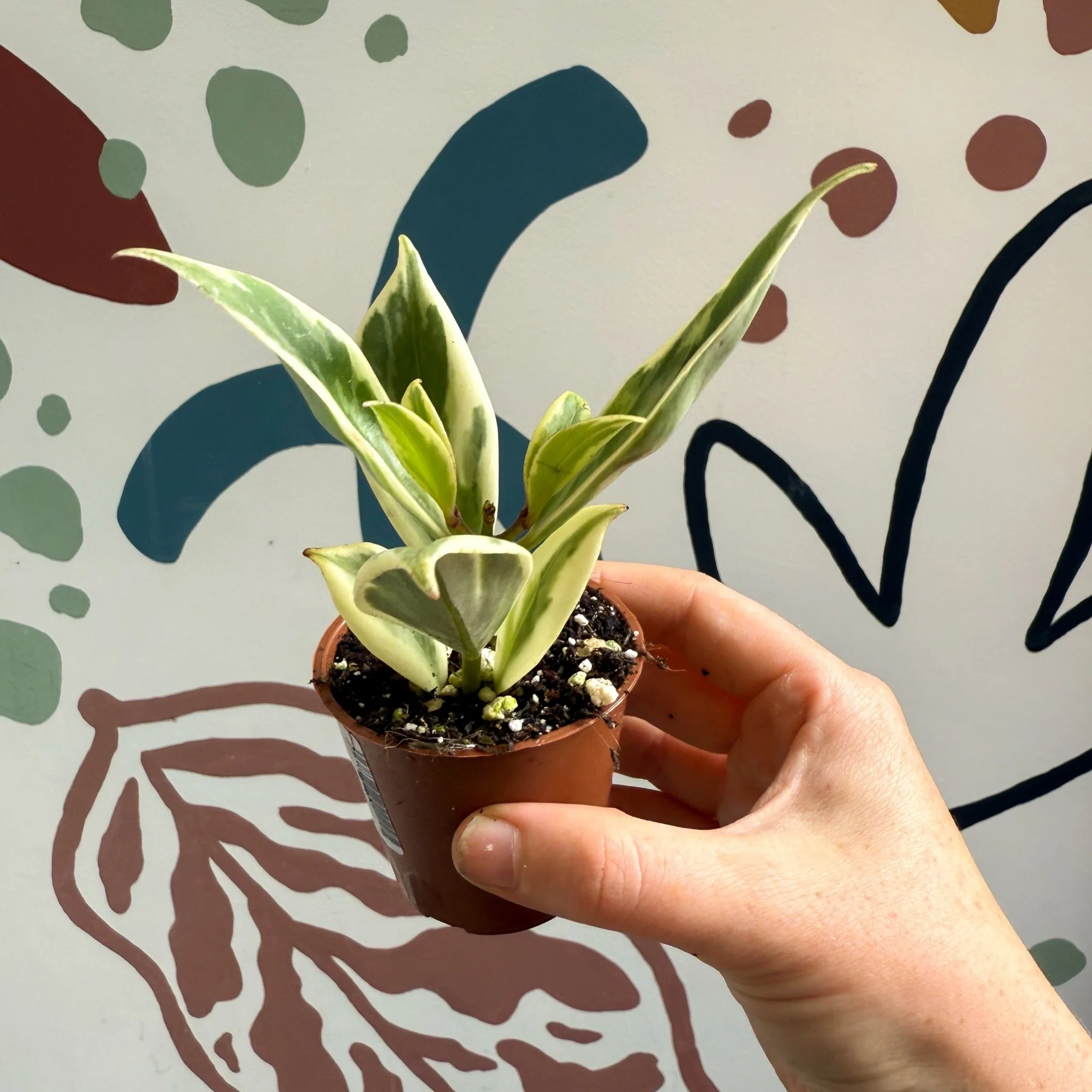 Aeschynanthus sp. ‘Thailand Variegated’ - Lipstick Plant - Welsh Grown - Image 8
