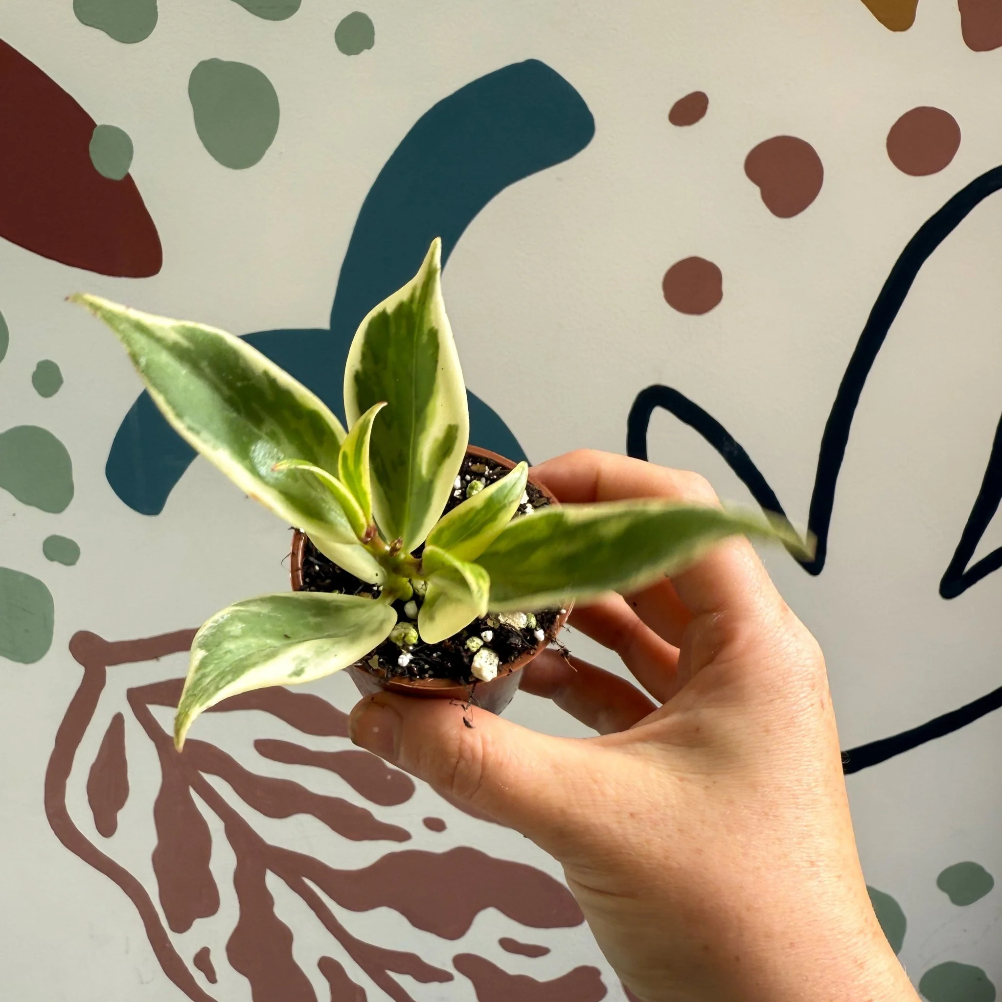 Aeschynanthus sp. ‘Thailand Variegated’ - Lipstick Plant - Welsh Grown - Image 9