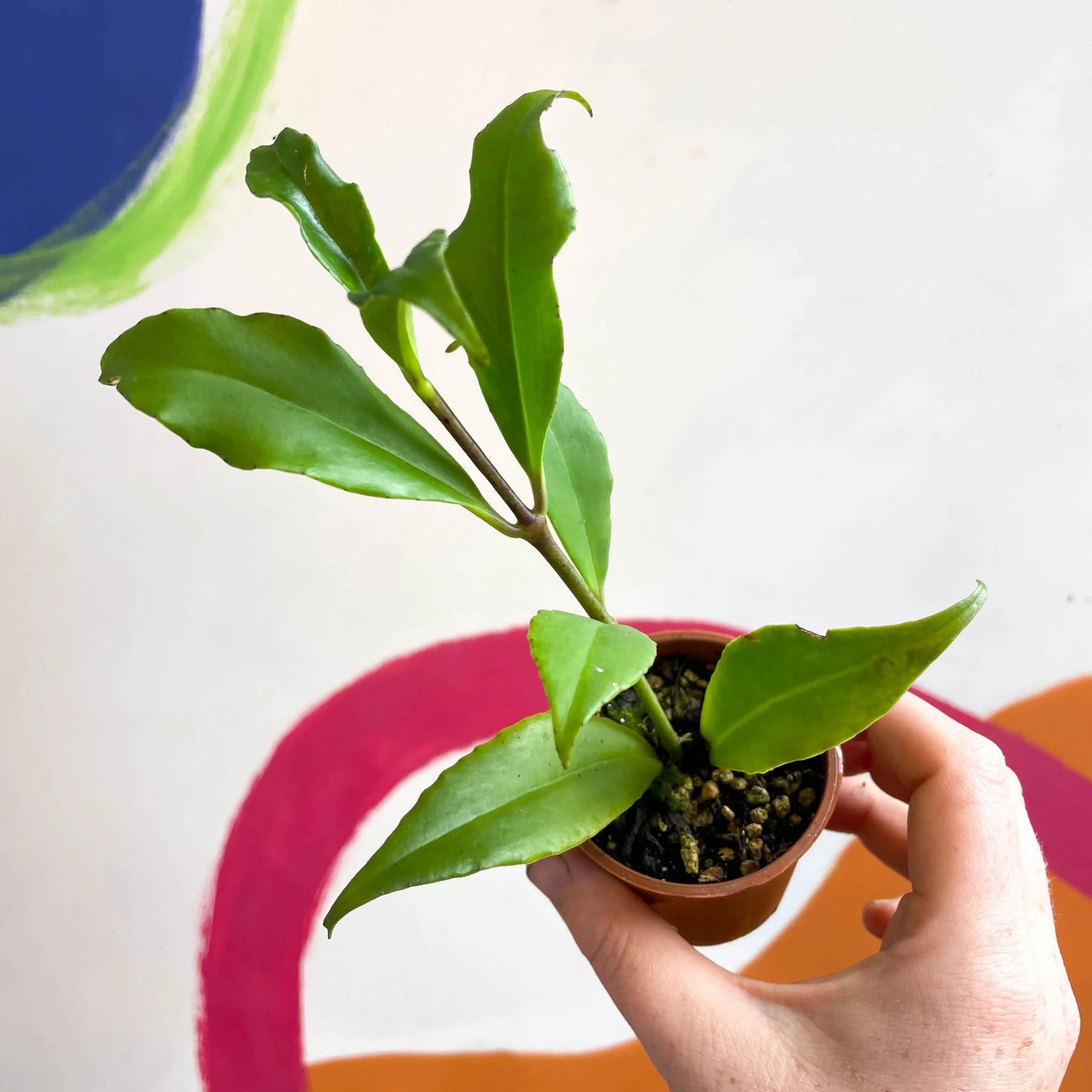 Lipstick Plant - Aeschynanthus speciosus - Image 4