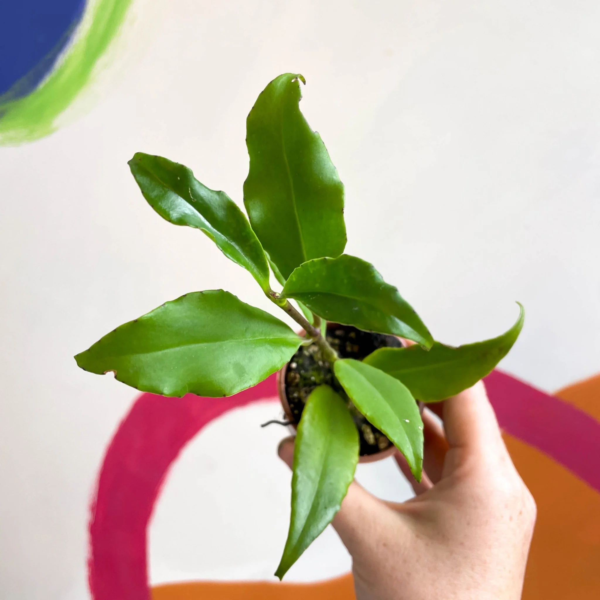 Lipstick Plant - Aeschynanthus speciosus - Image 6
