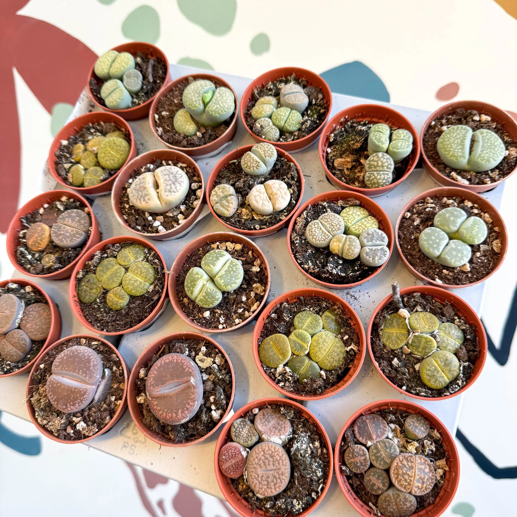 Lithops lesliei – Living Stone (Mixed Varieties)