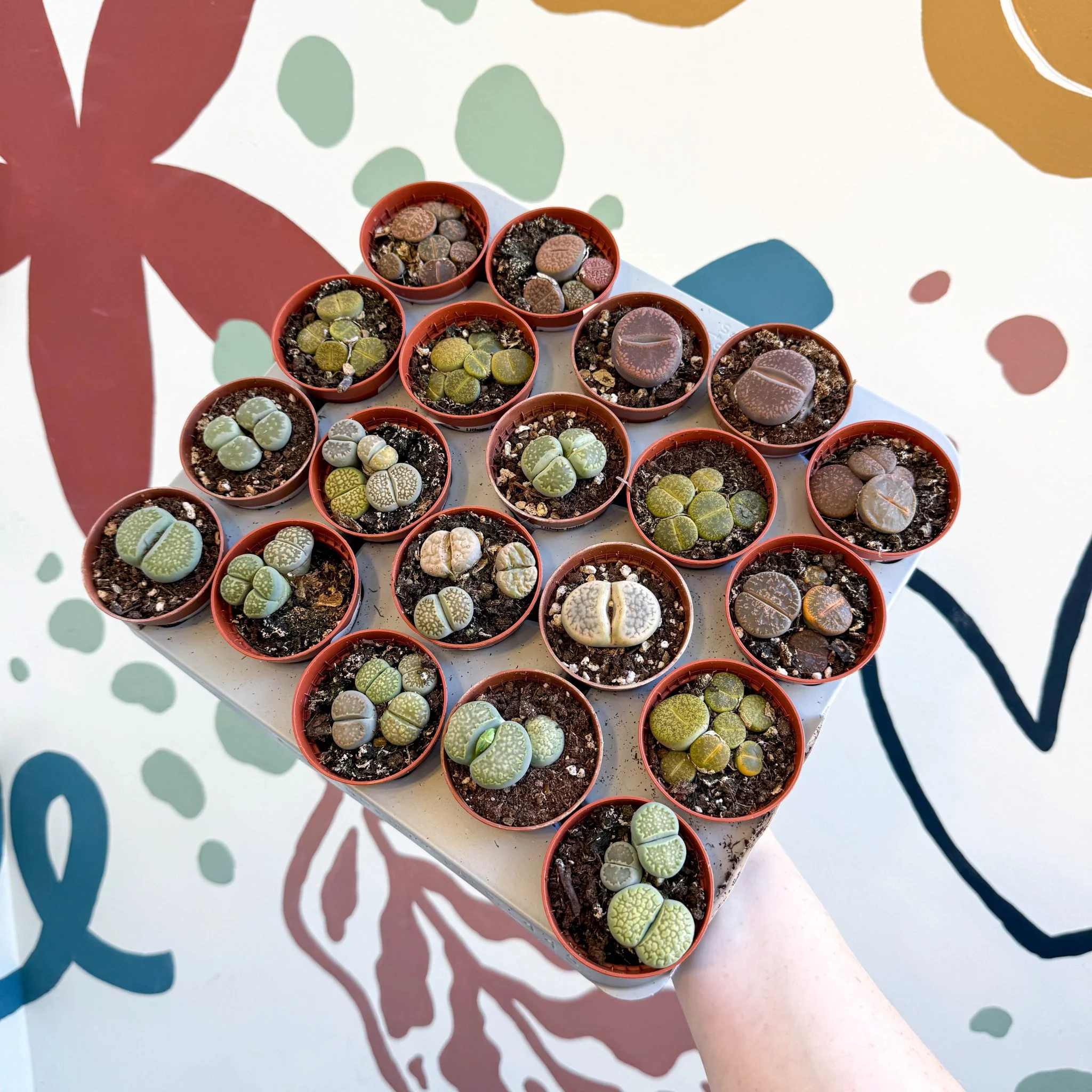 Lithops lesliei – Living Stone (Mixed Varieties) - Image 2
