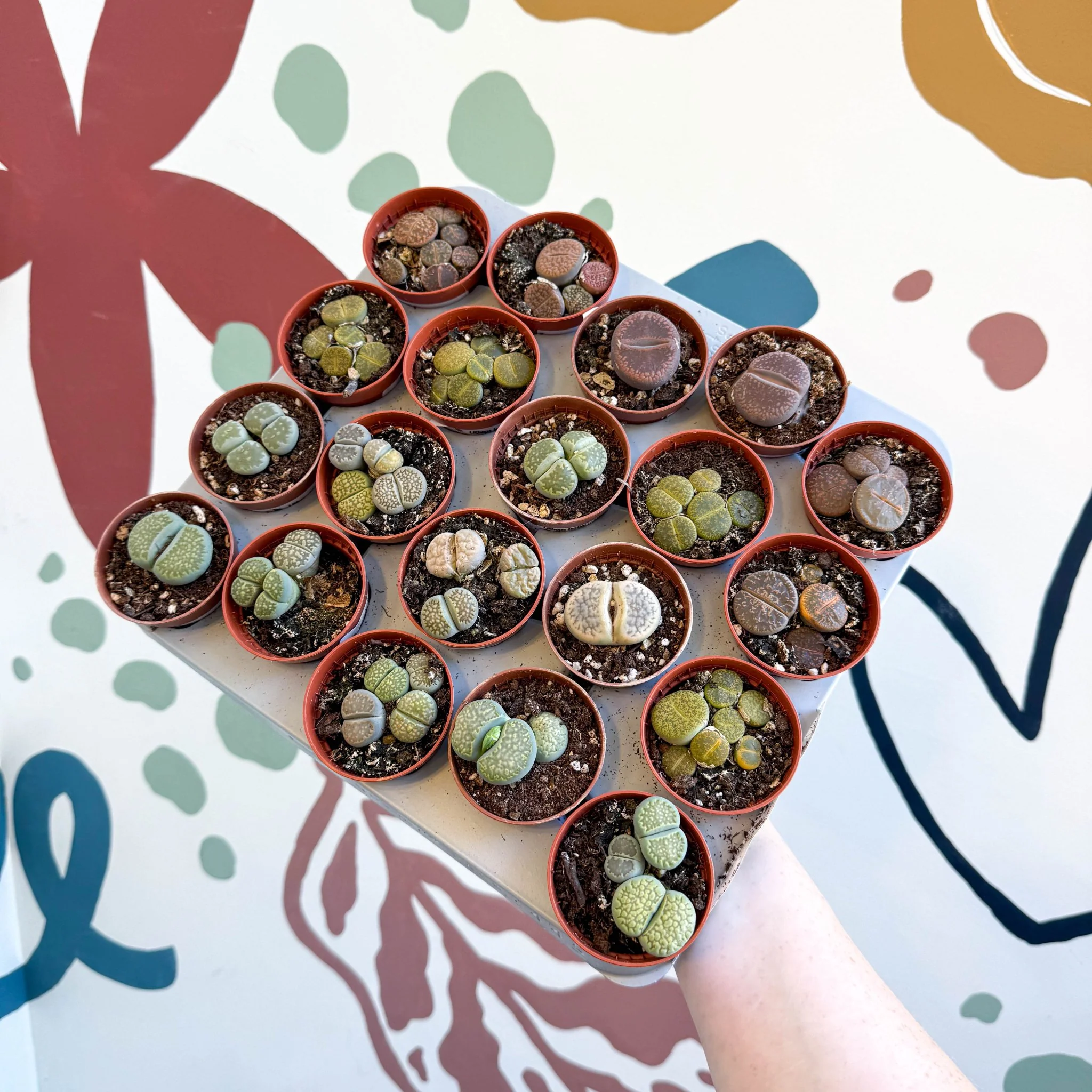 Lithops lesliei – Living Stone (Mixed Varieties) - Image 3