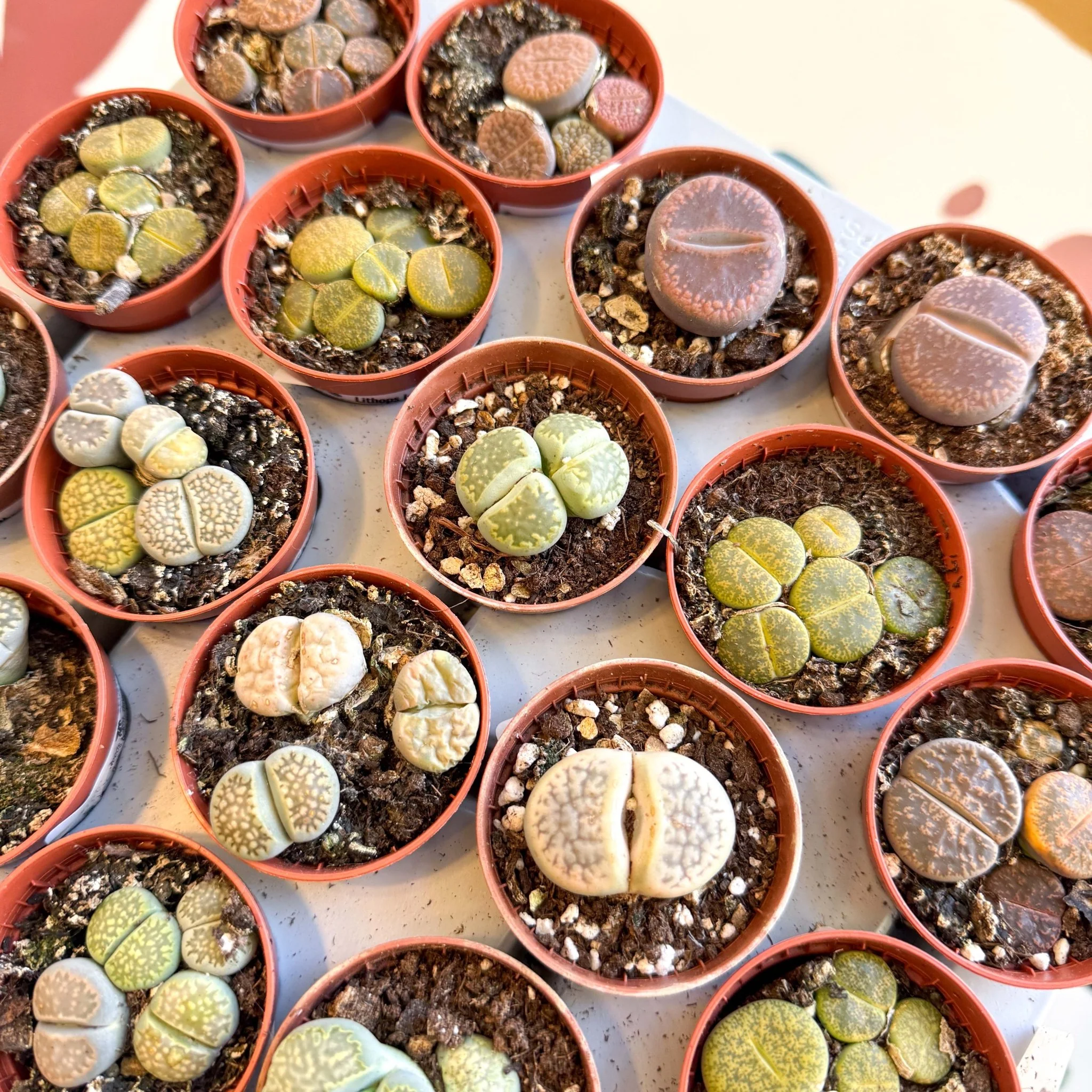 Lithops lesliei – Living Stone (Mixed Varieties) - Image 4