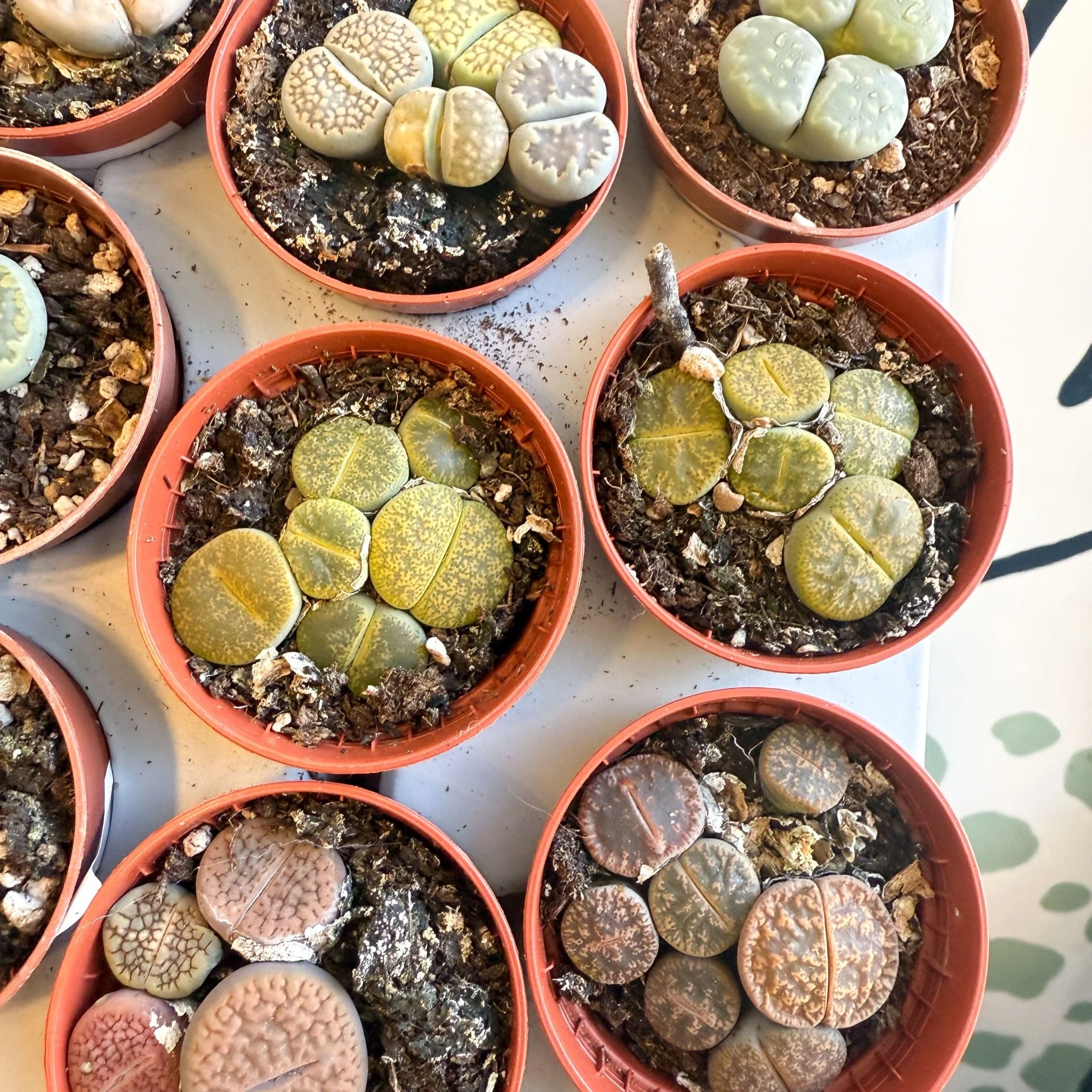 Lithops lesliei – Living Stone (Mixed Varieties) - Image 5