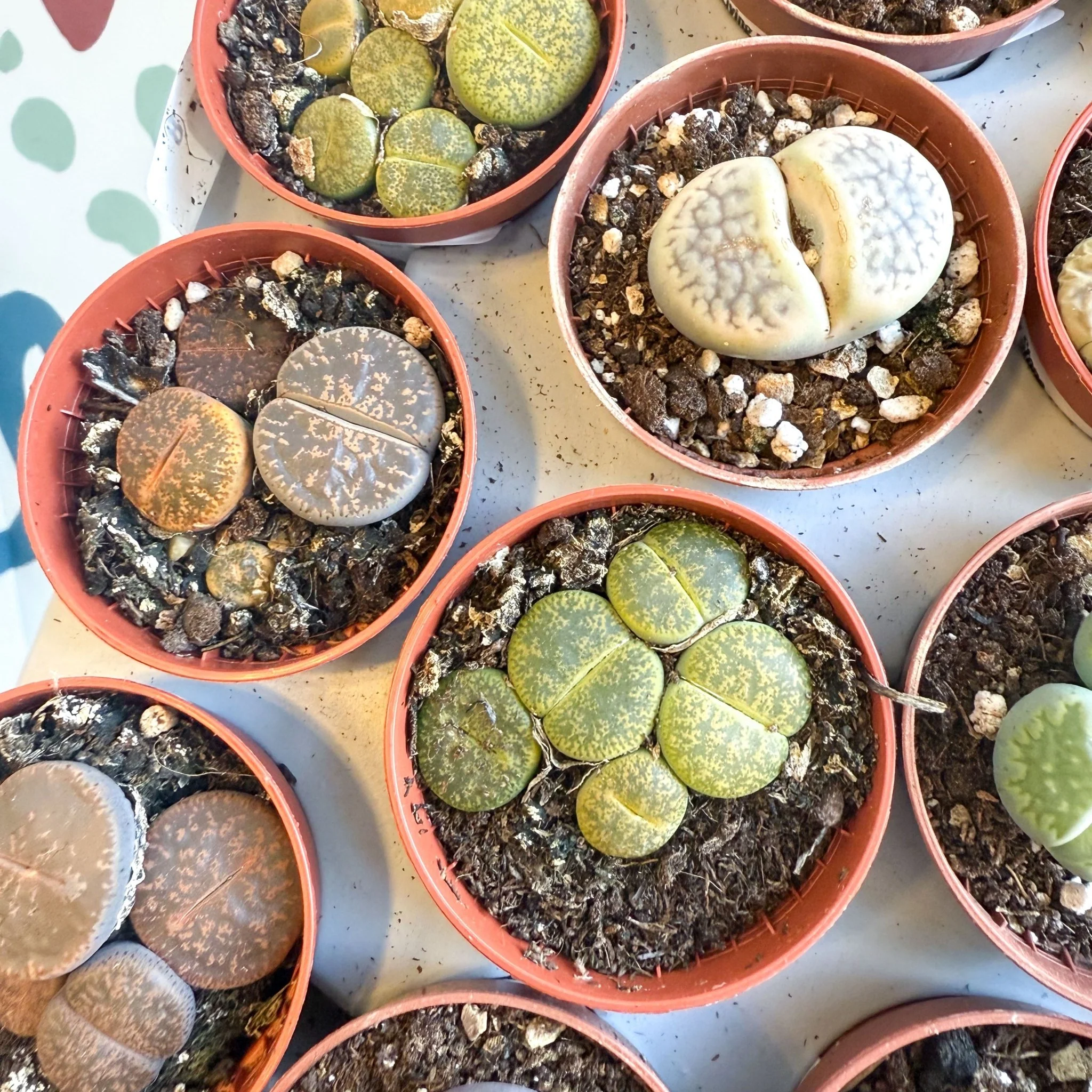 Lithops lesliei – Living Stone (Mixed Varieties) - Image 6