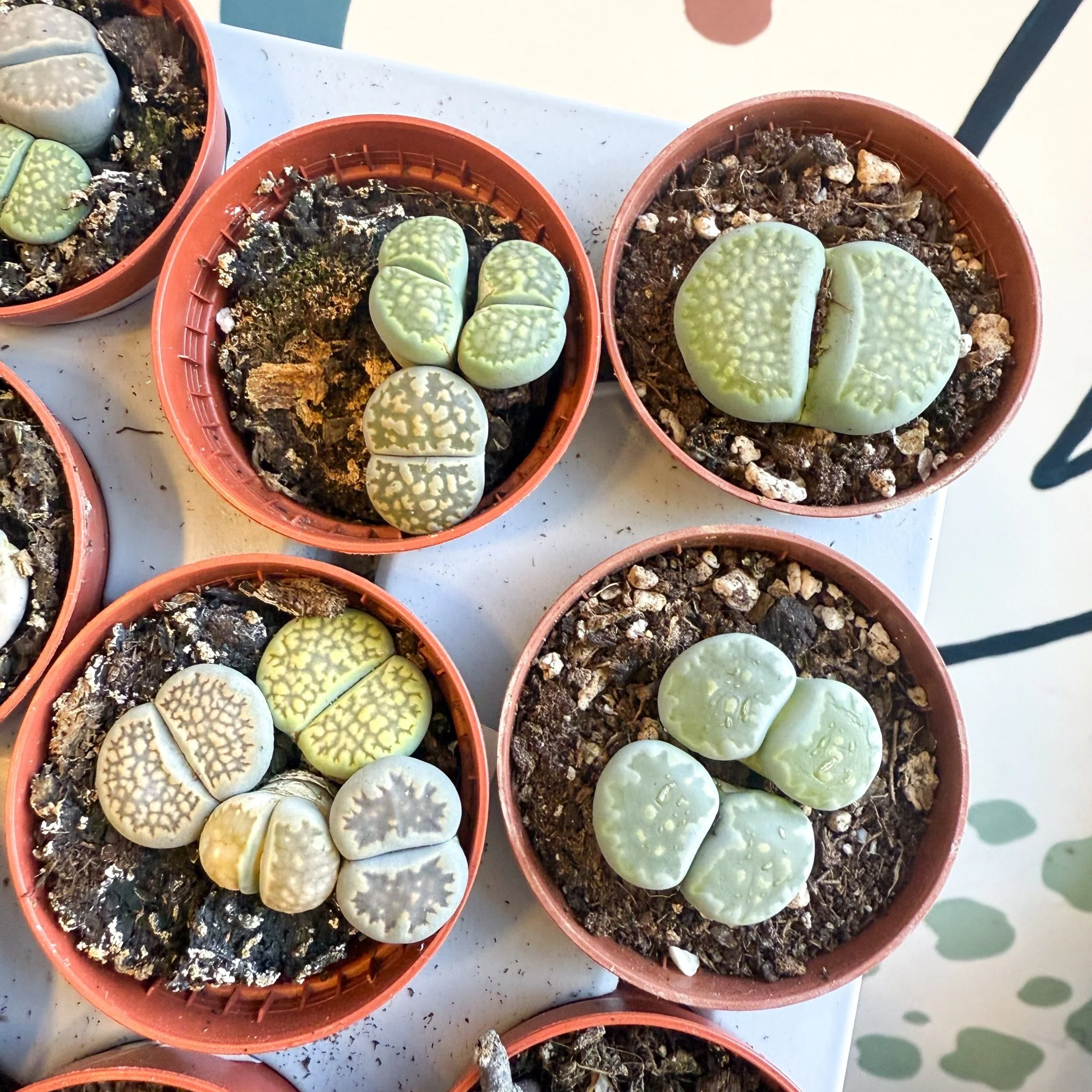 Lithops lesliei – Living Stone (Mixed Varieties) - Image 7