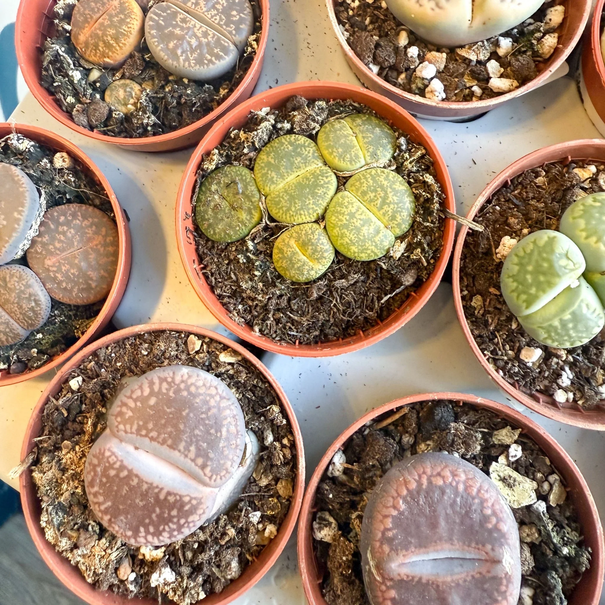 Lithops lesliei – Living Stone (Mixed Varieties) - Image 8