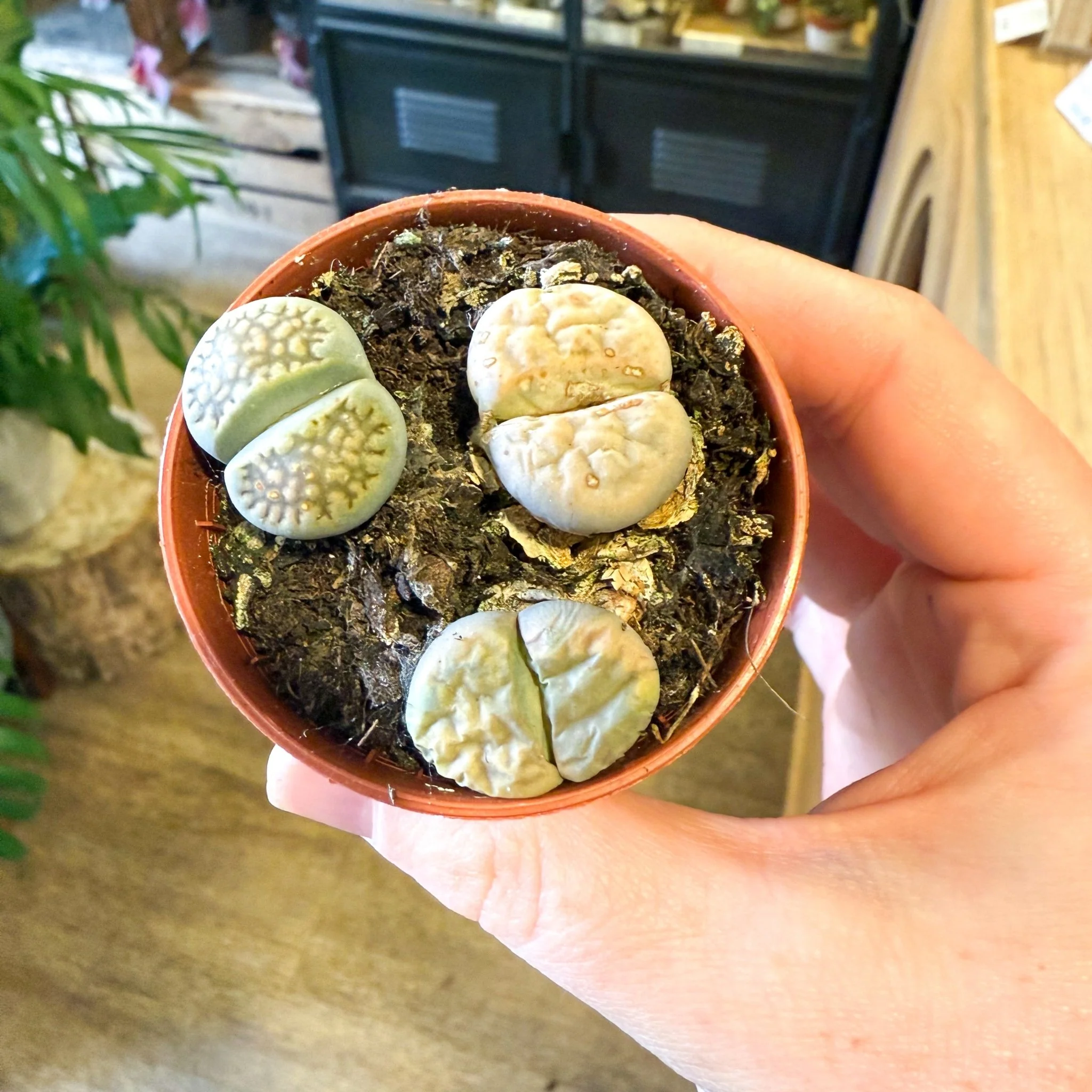 Lithops lesliei – Living Stone (Mixed Varieties) - Image 9