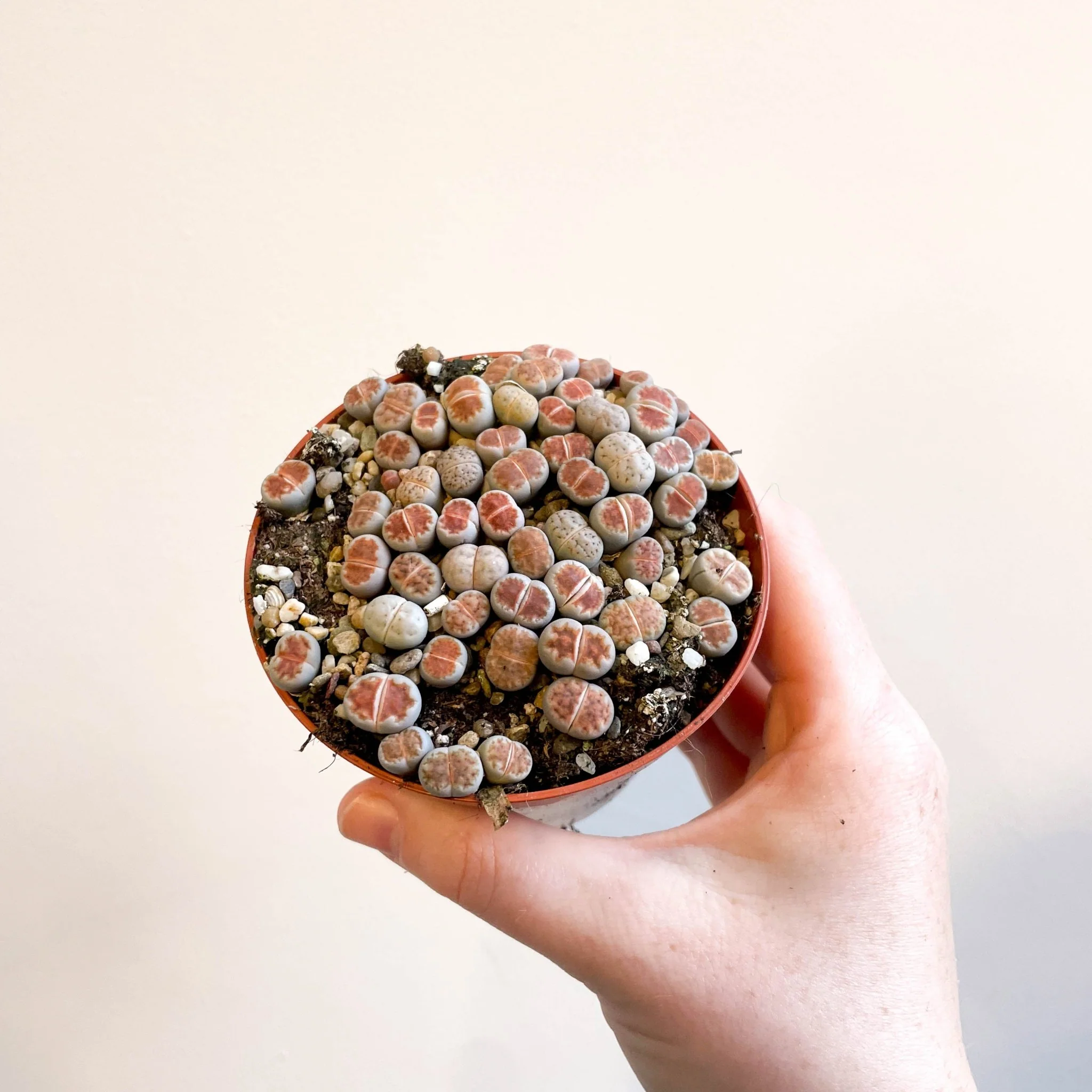 Lithops karasmontana - Living Stones - Image 9