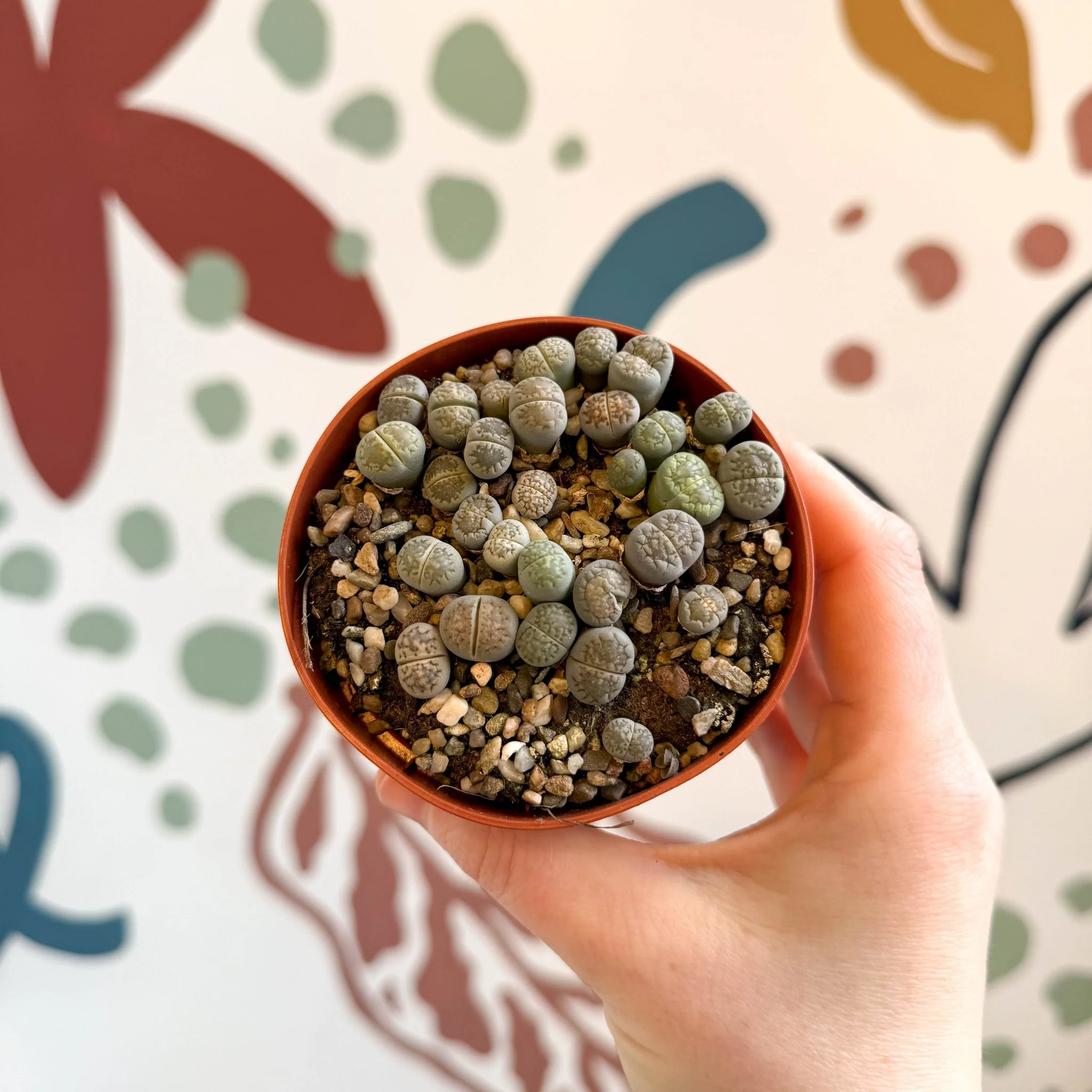 Lithops Lucky Dip Mix - Image 3