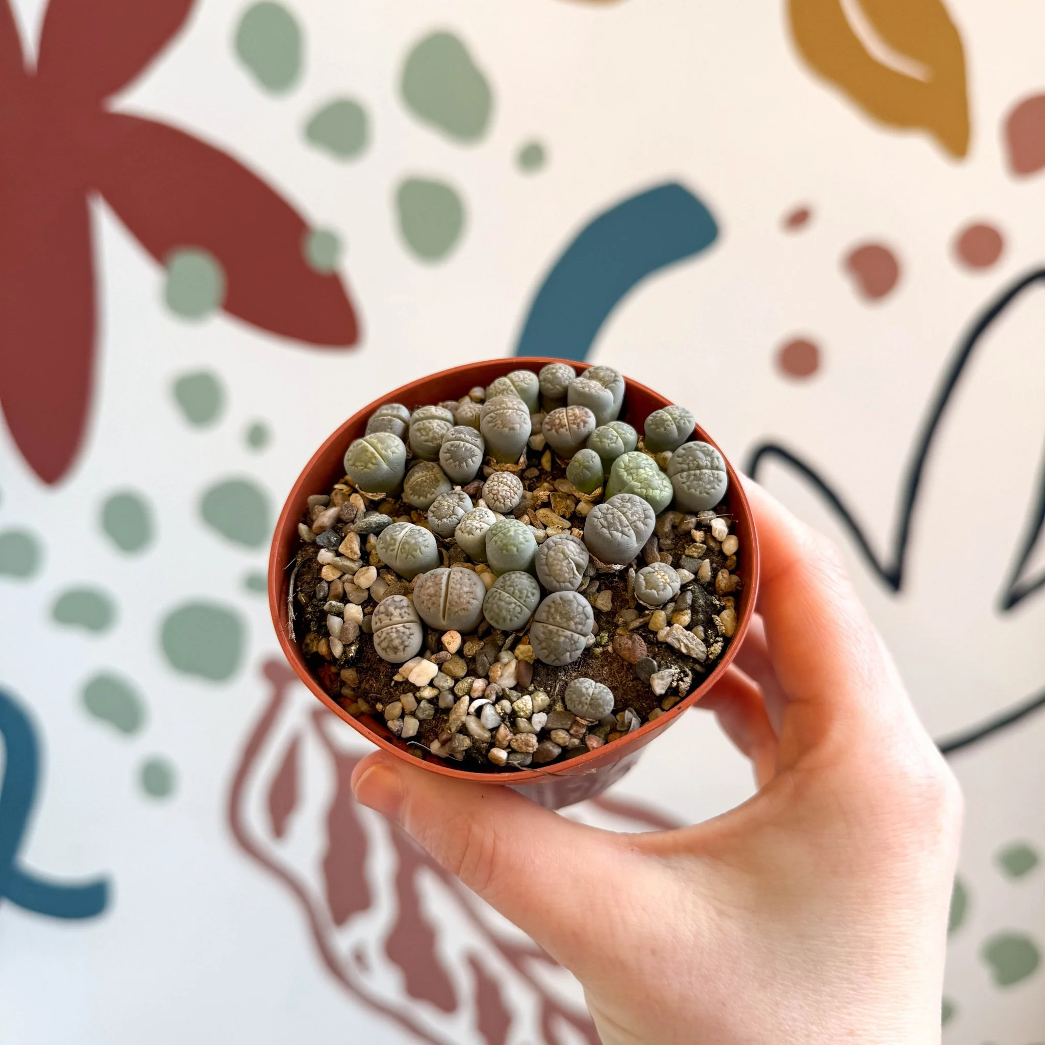 Lithops Lucky Dip Mix - Image 4