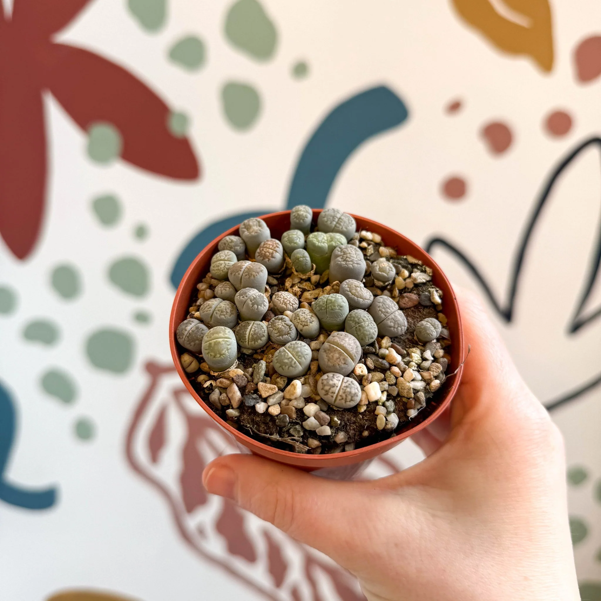 Lithops Lucky Dip Mix - Image 5