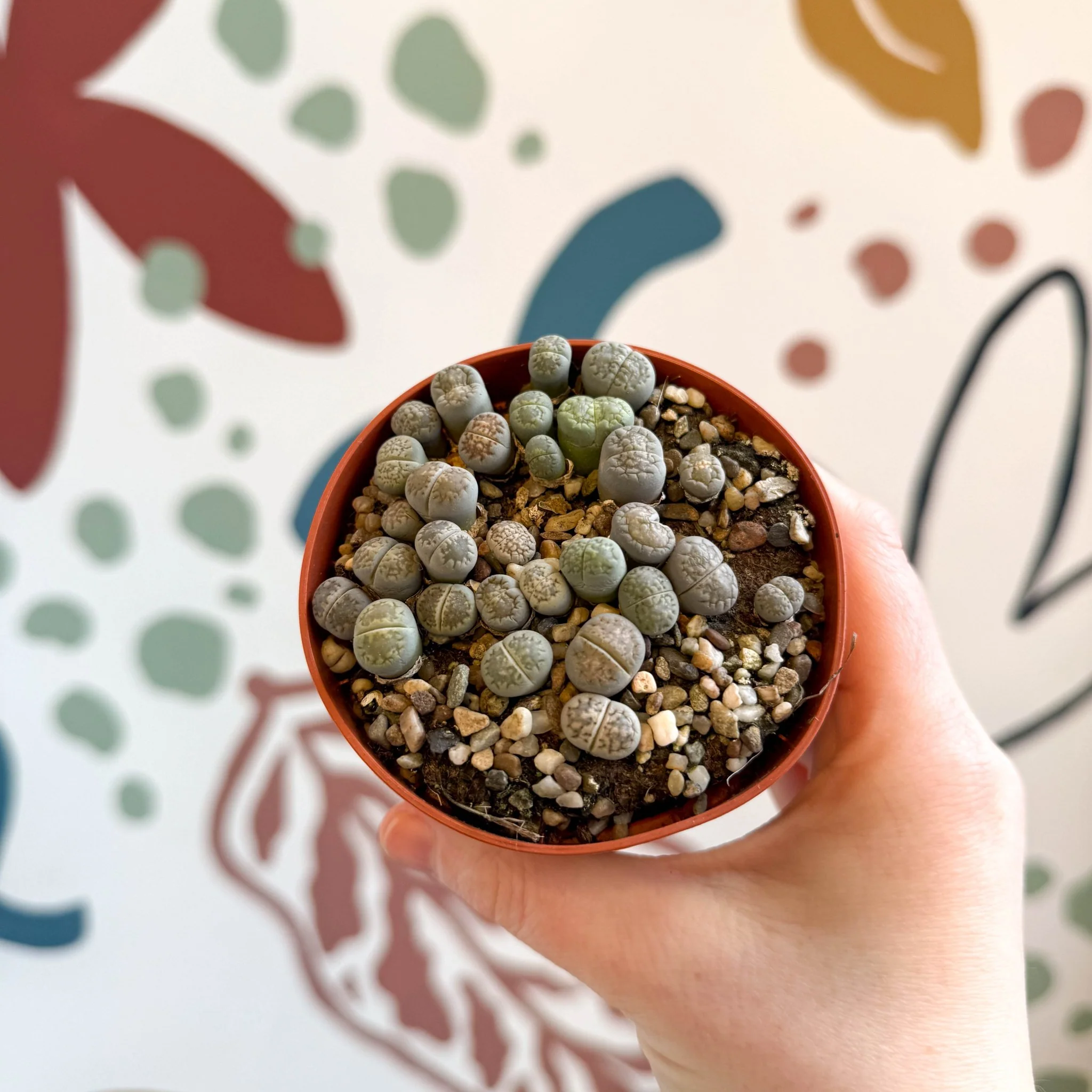 Lithops Lucky Dip Mix - Image 6