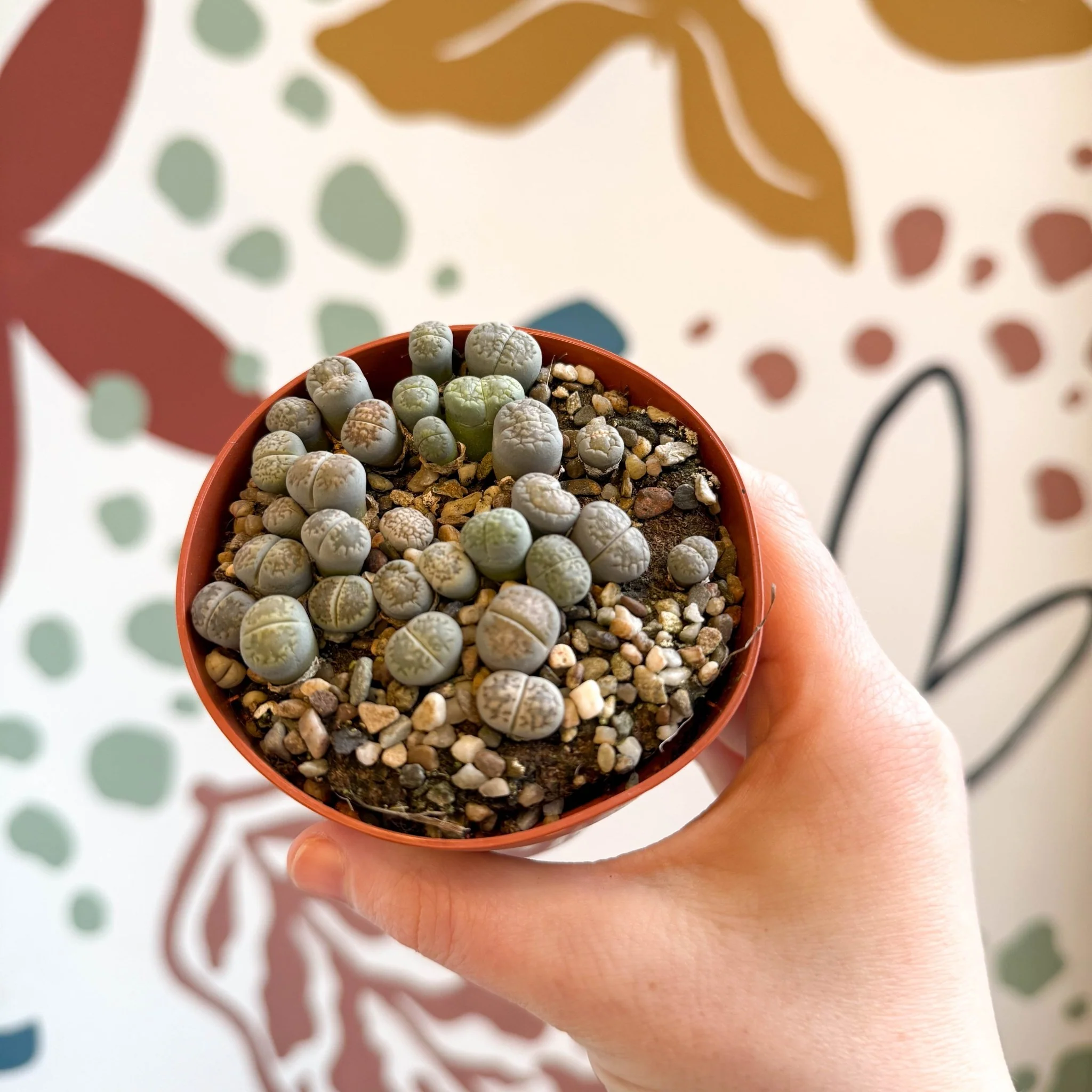Lithops Lucky Dip Mix - Image 7