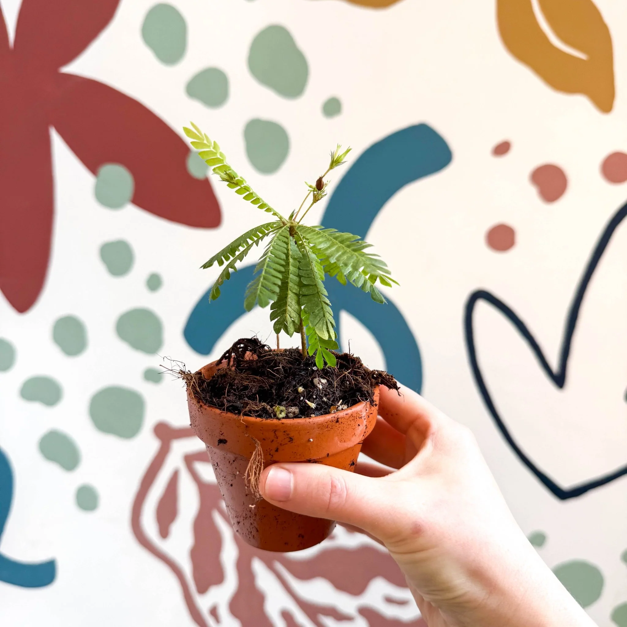 Biophytum sensitivum - Little Tree Plant - Image 3
