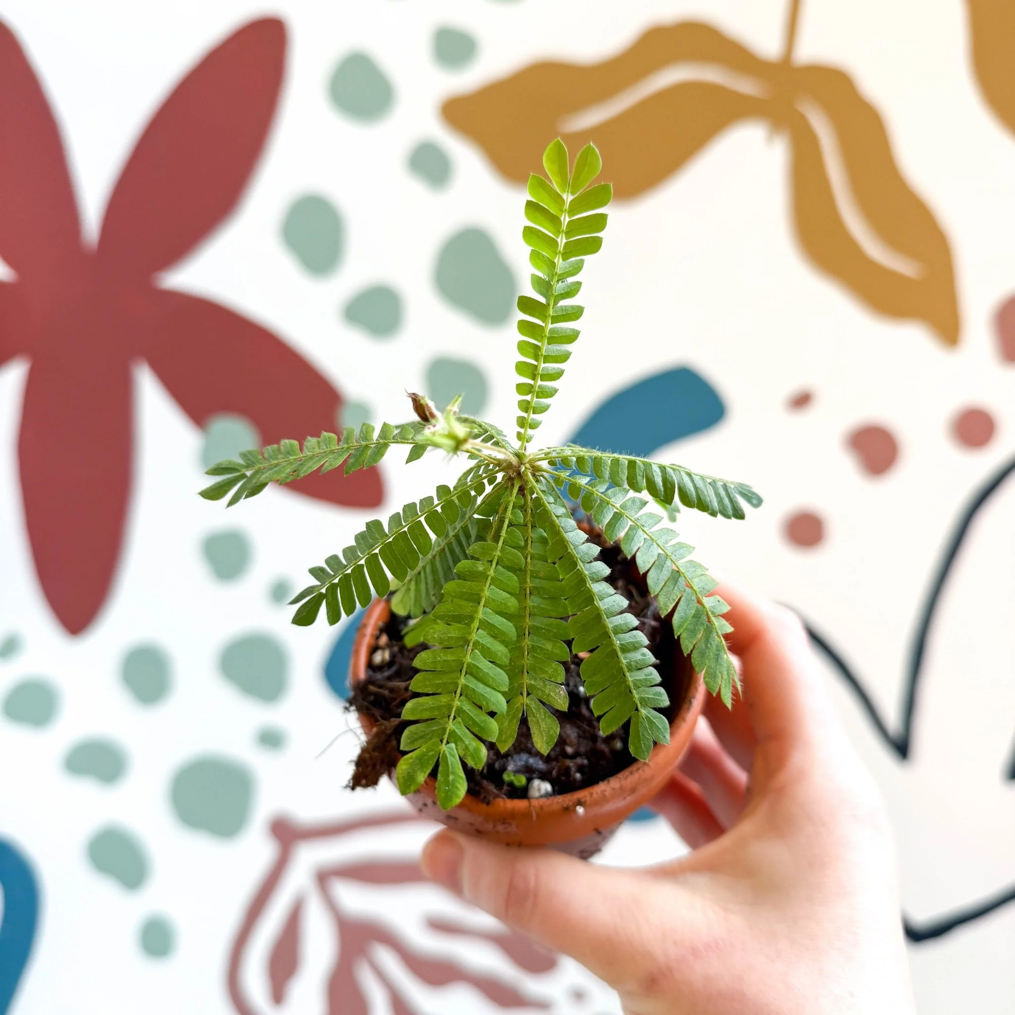 Biophytum sensitivum - Little Tree Plant - Image 7
