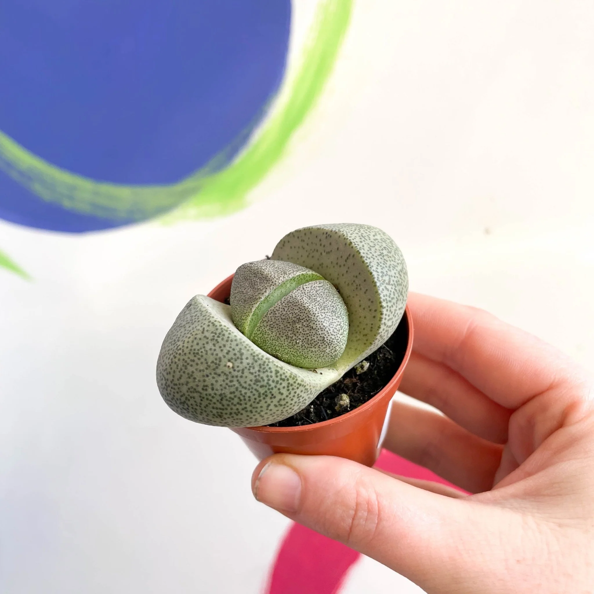 Pleiospilos nelii - Living Granite