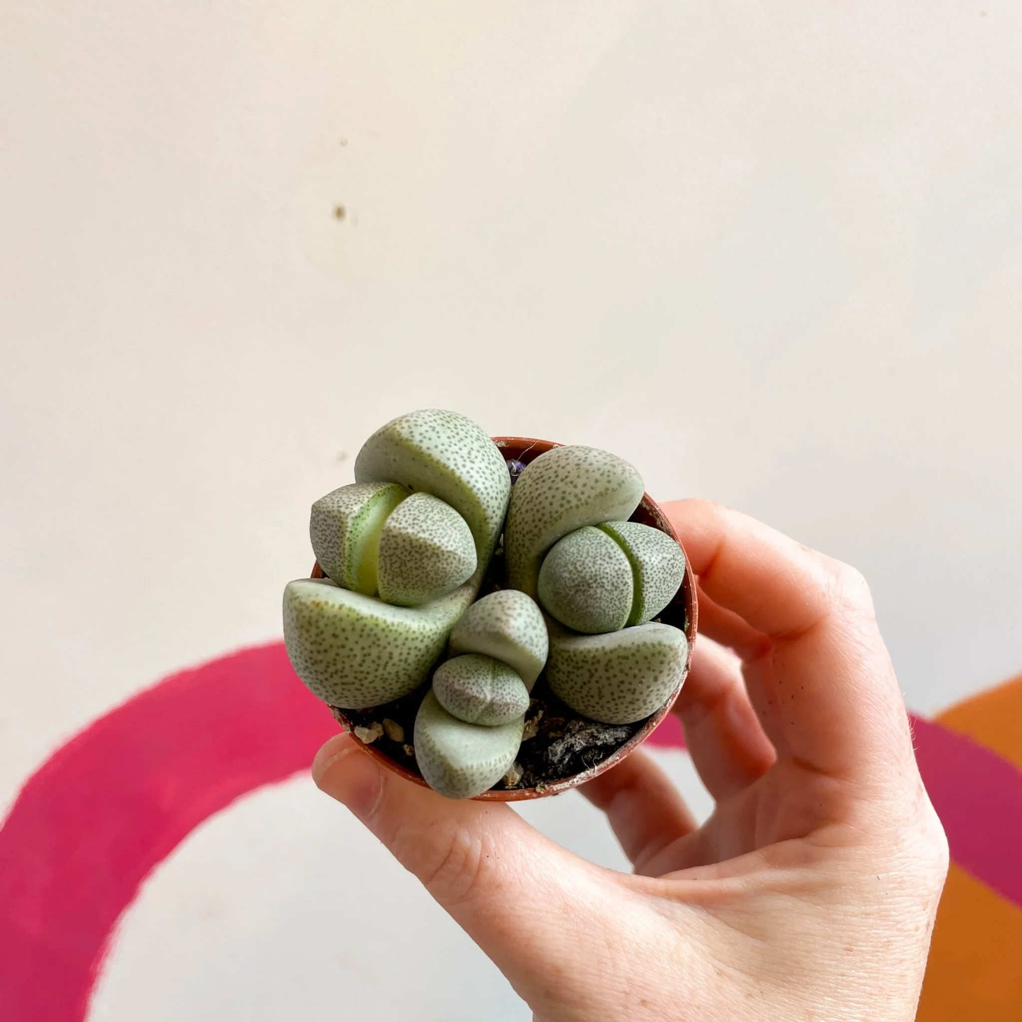 Pleiospilos nelii - Living Granite - Image 10