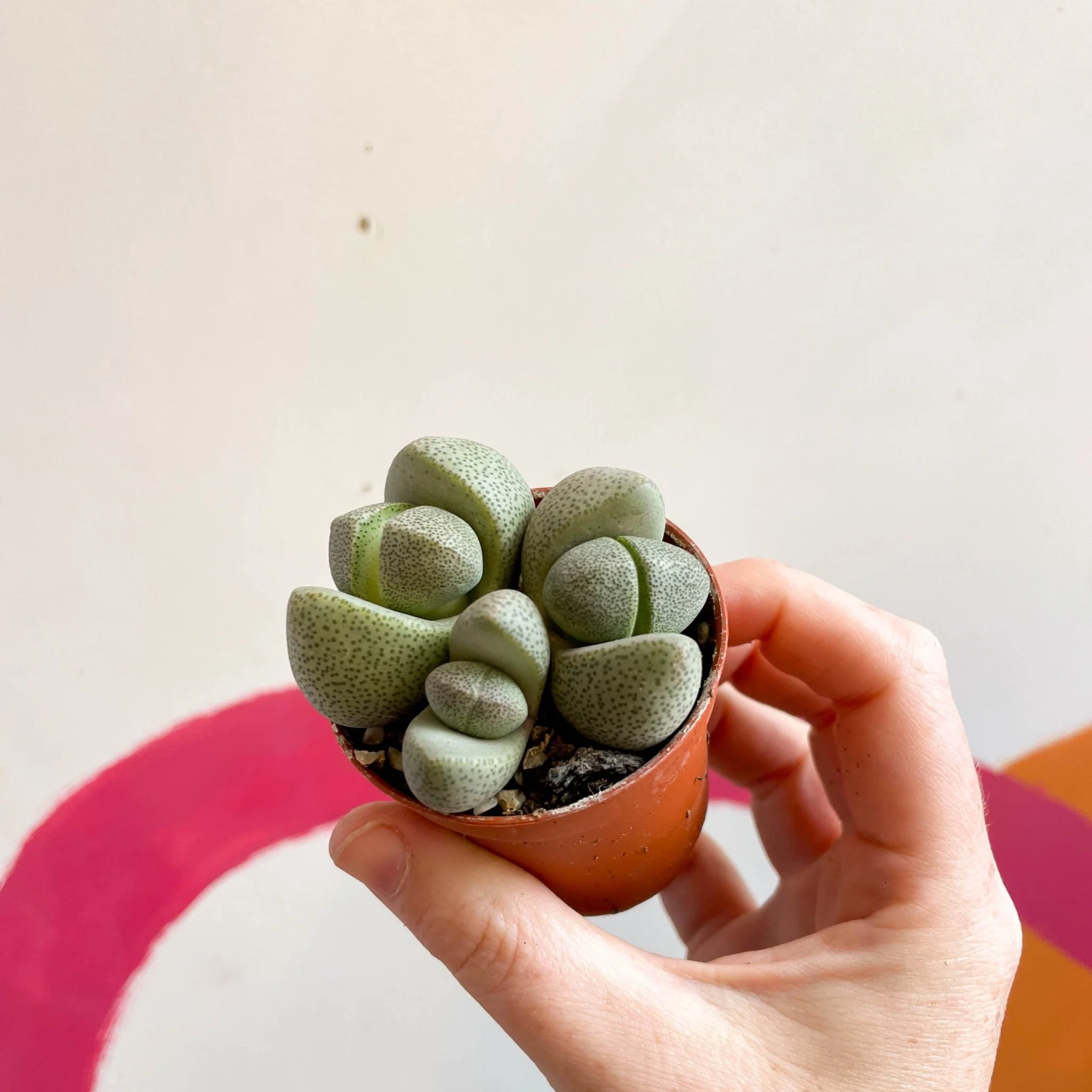Pleiospilos nelii - Living Granite - Image 11