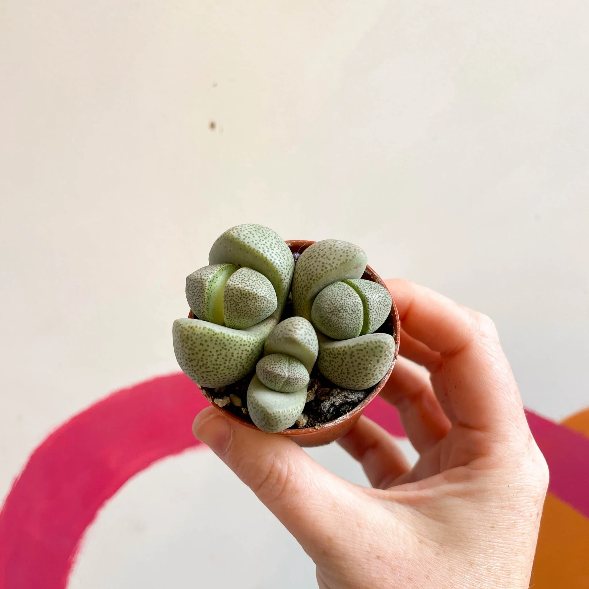 Pleiospilos nelii - Living Granite - Image 12