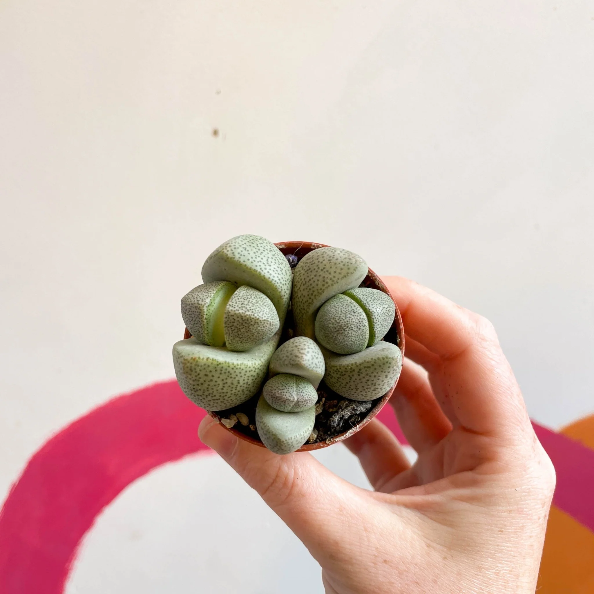 Pleiospilos nelii - Living Granite - Image 13